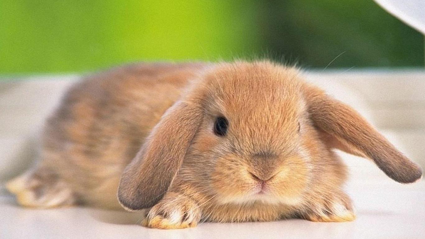1366x768 Cute Rabbit wallpaperx600