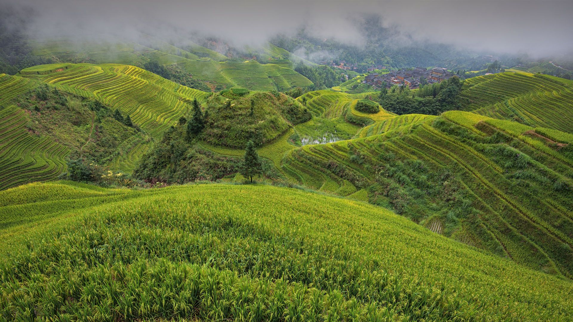 1920x1080 View across Jinkeng Rice Terraces, Tian Tou Village near Longsheng, Guilin, Guangxi, China. Windows Spotlight Image