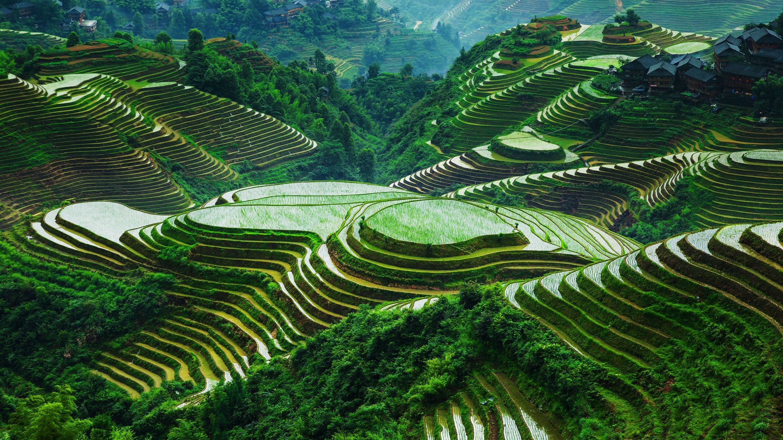 2560x1440 Longji terraced rice fields in Guangxi, China