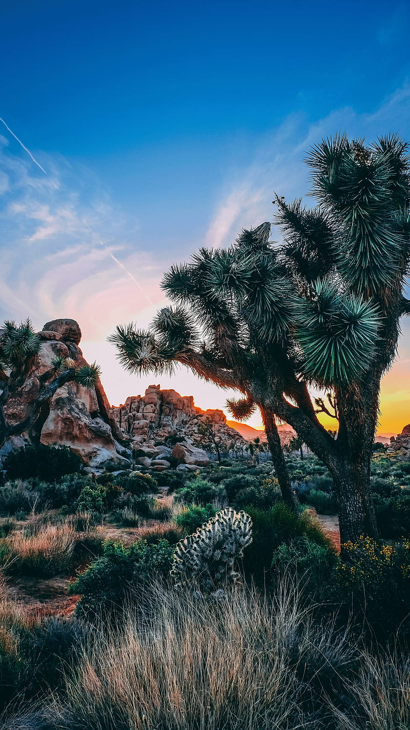 800x1422 National Park US, joshua tree, national park, HD phone wallpaper