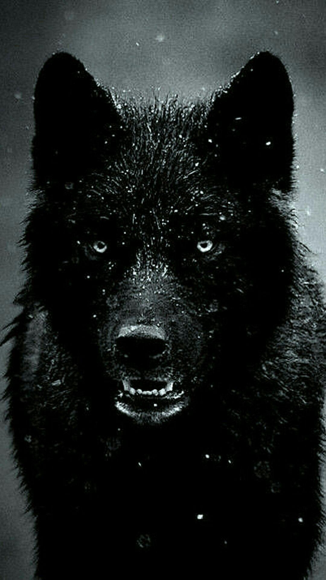 Cool Black Wolf iPhone Wallpapers - Top Free Cool Black Wolf iPhone  Backgrounds - WallpaperAccess