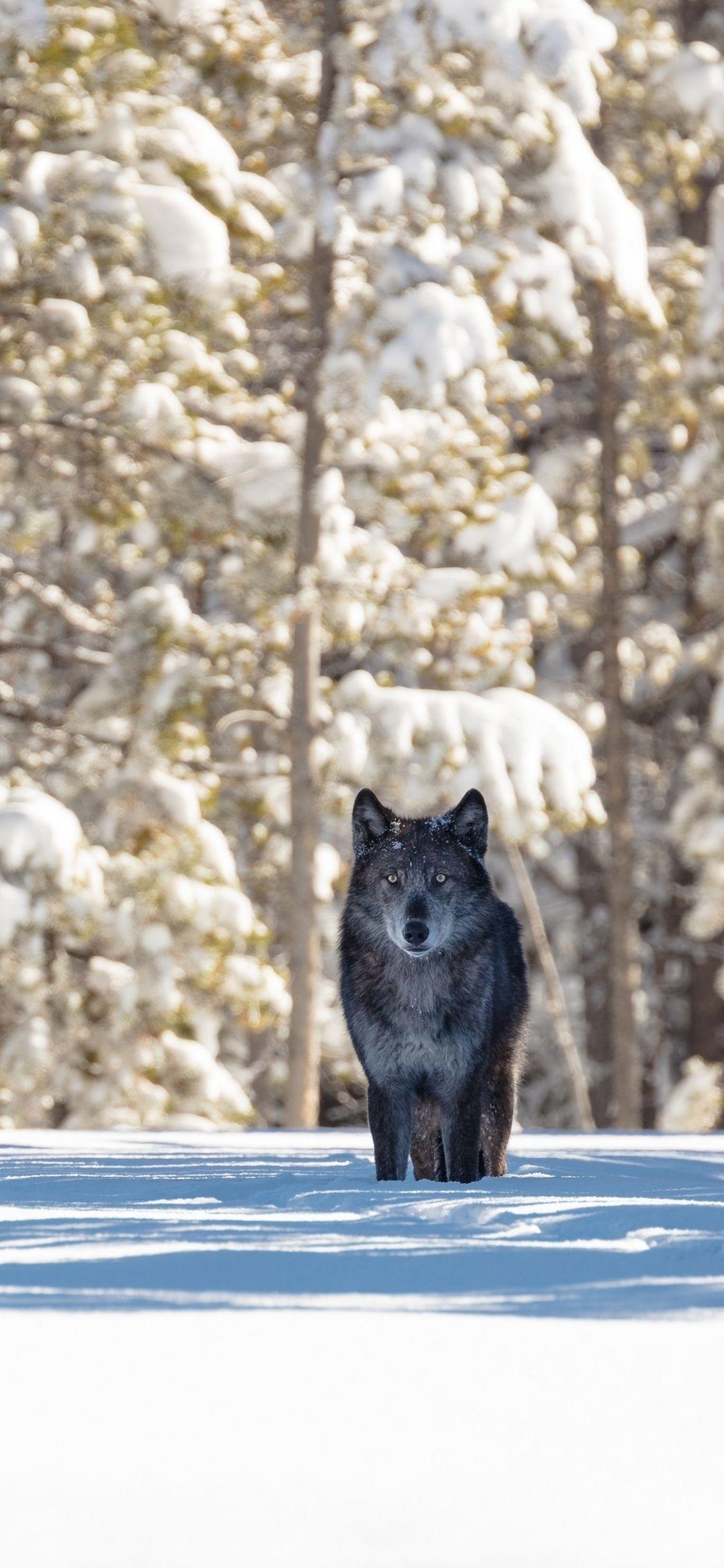 1125x2436 Black Wolf iPhone XS, iPhone iPhone X HD 4k Wallpaper