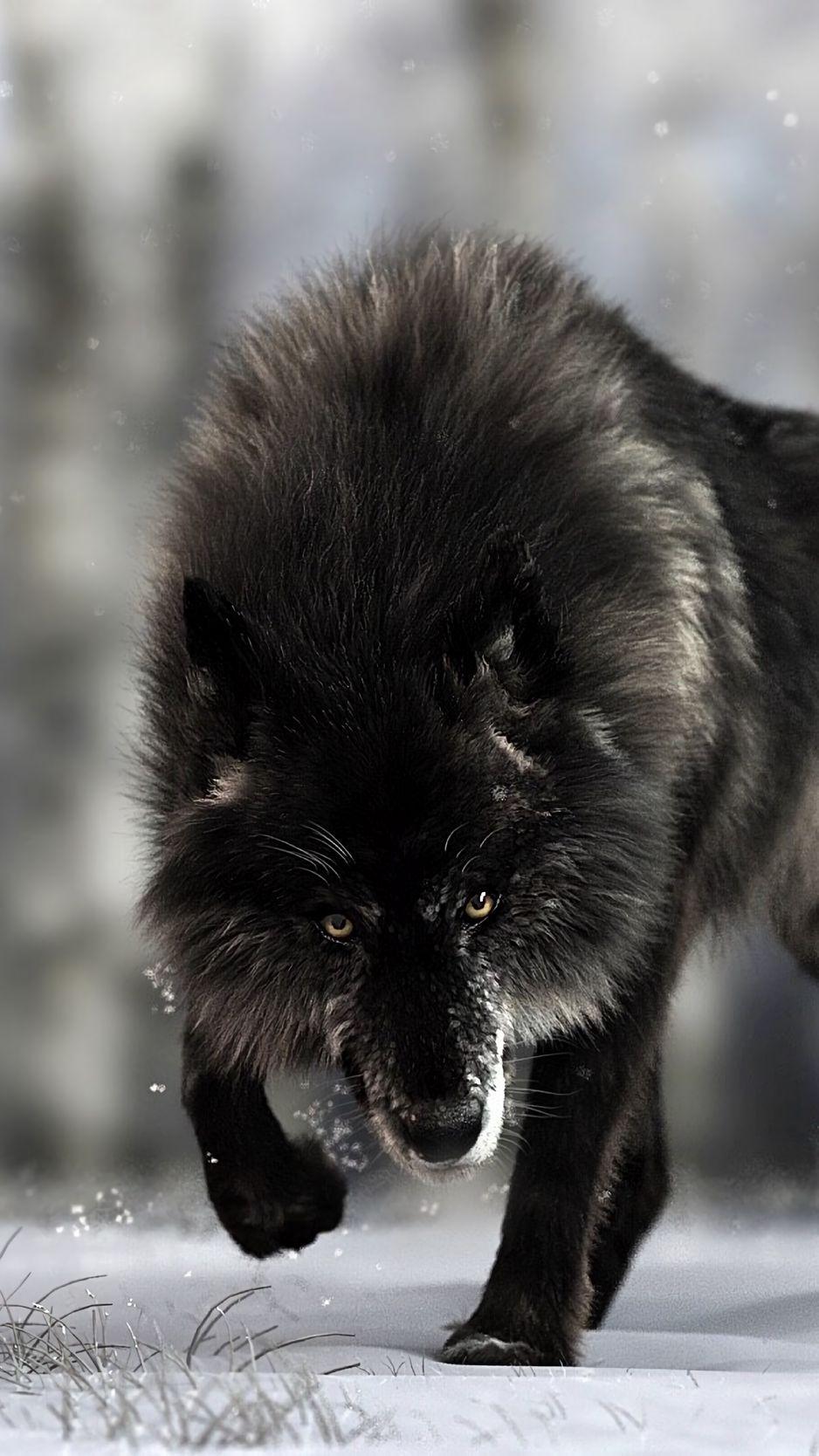 938x1668 Download wallpaper 938x1668 wolf, predator, black, wildlife, dog