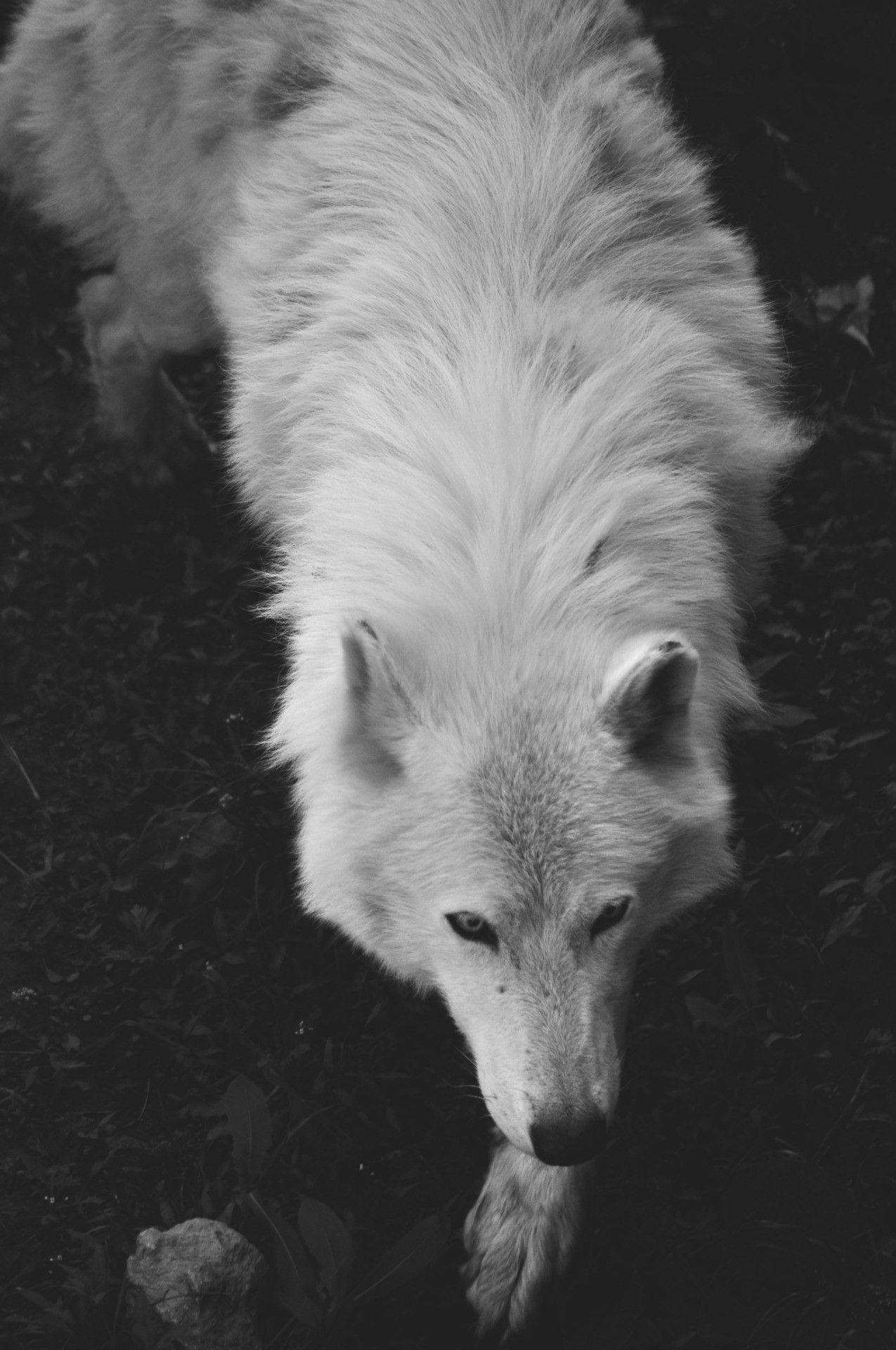 1275x1920 White Wolf Wallpaper