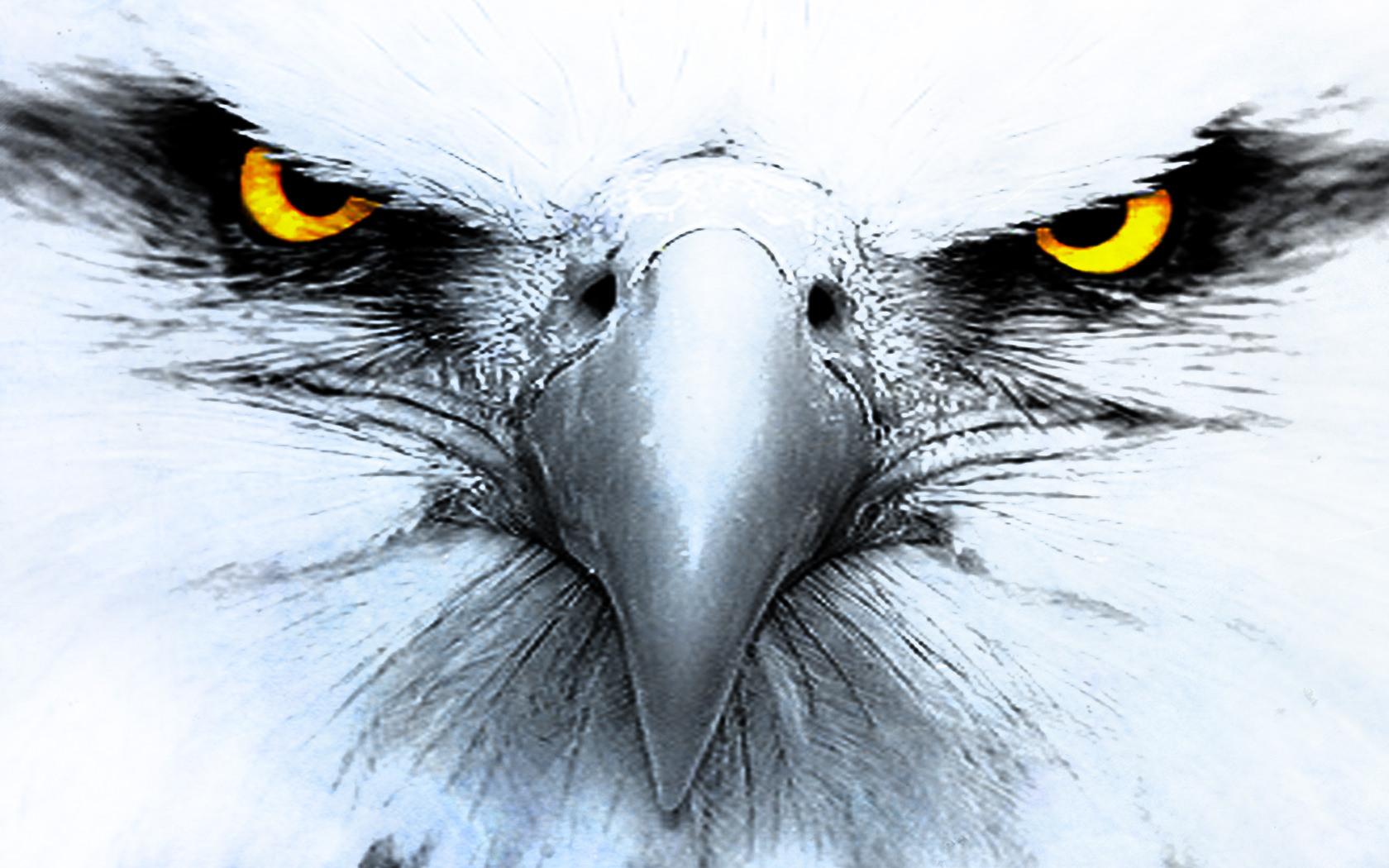 Hình nền hình nền Eagle Is American Patriot 1680x1050.  Cao