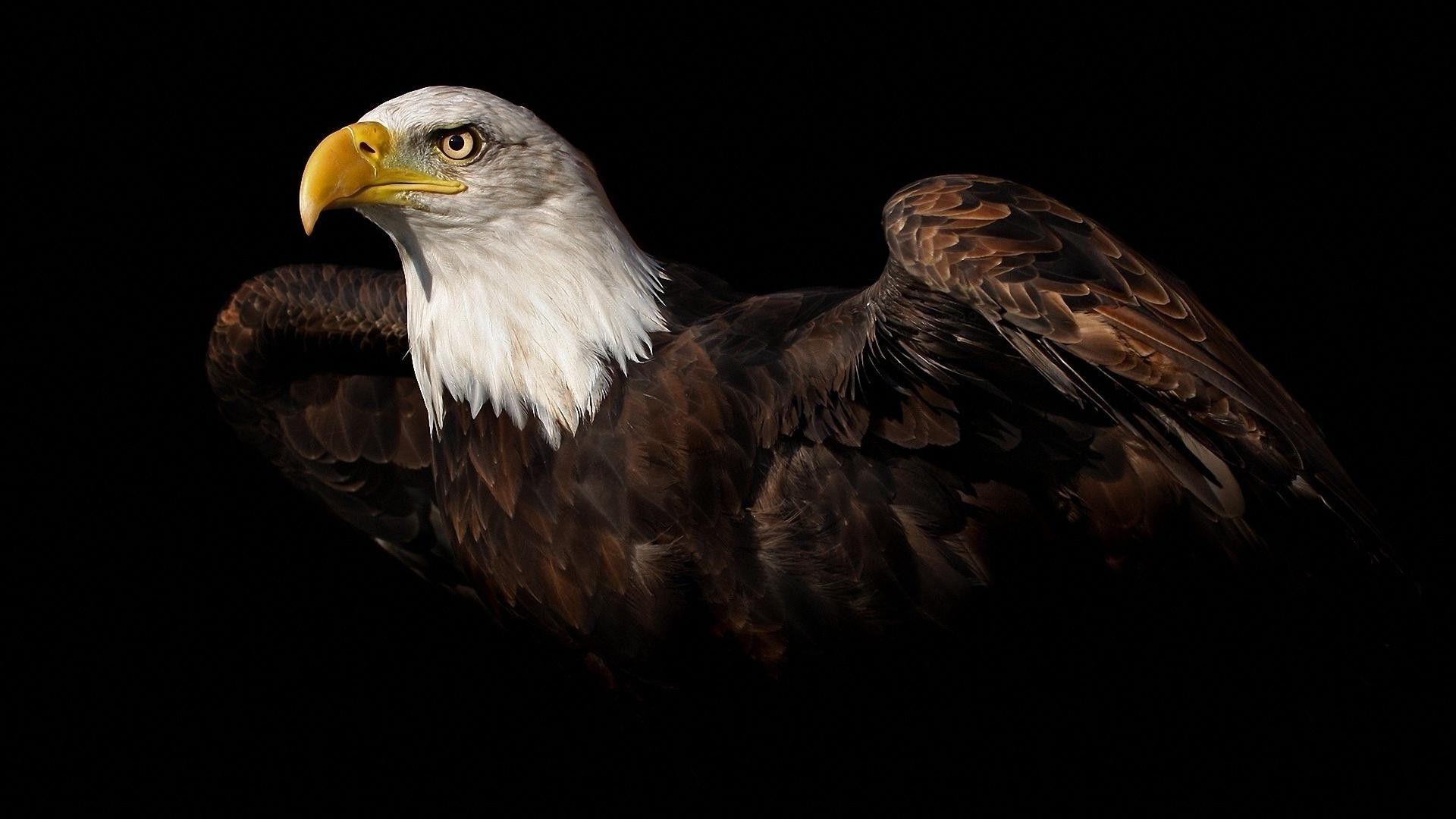 1920x1080 Bald Eagles Picture Dowload
