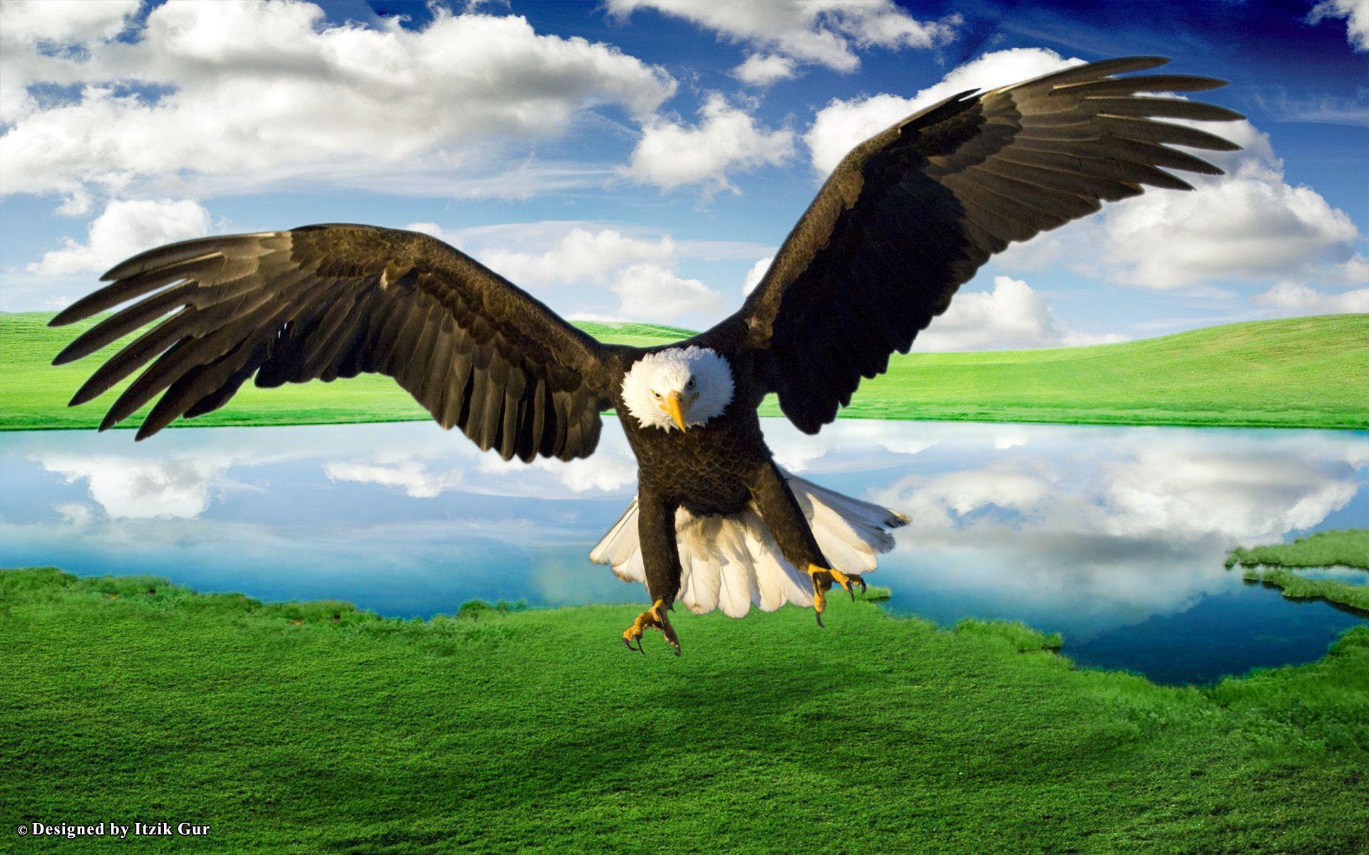 1920x1200 Eagle wallpaper