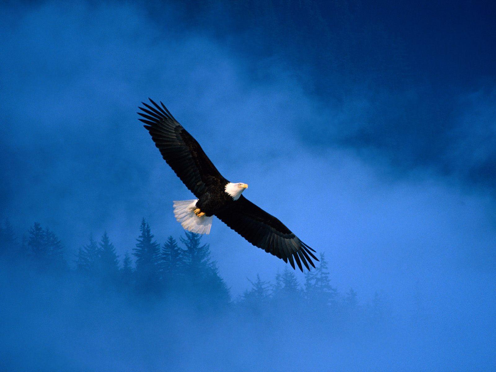1600x1200 Bald Eagle. Free HD Top Most Downloaded Wallpaper