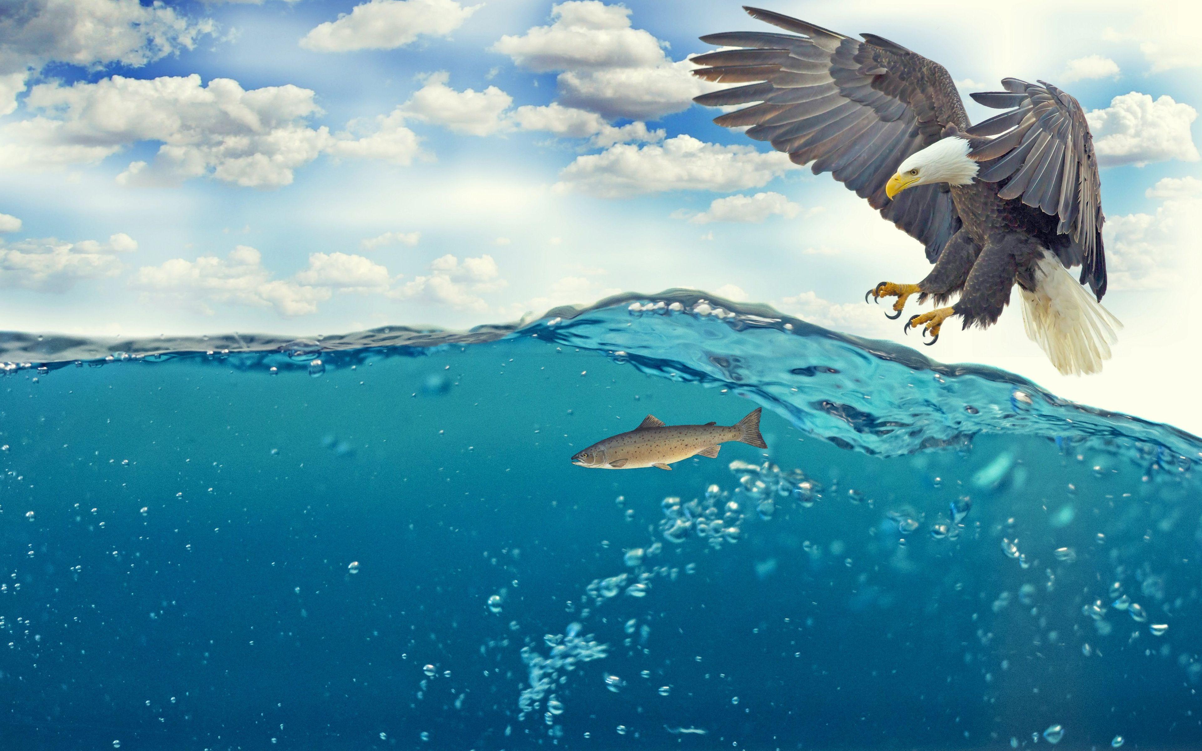 3840x2400 Eagle Fish Underwater 4K Wallpaper
