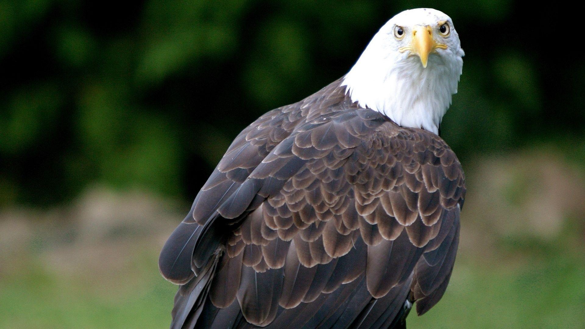 1920x1080 Cute flying birds free wallpaper, image for desktop