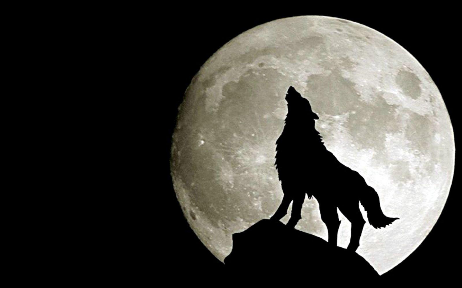 1600x1000 Wolf Under Full Moon Desktop Wallpaper. Wolf wallpaper, Wolf howling, Bark at the moon