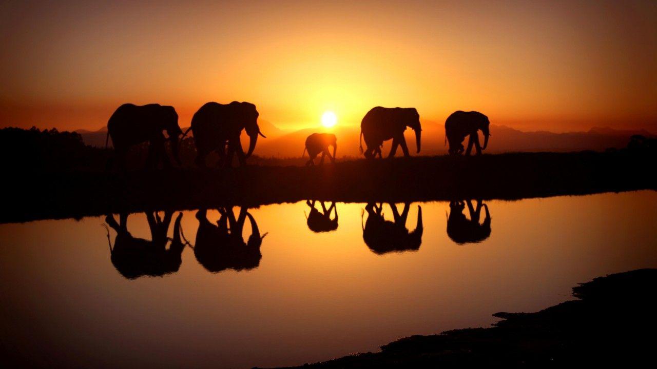 1280x720 Elephant Wallpaper Widescreen