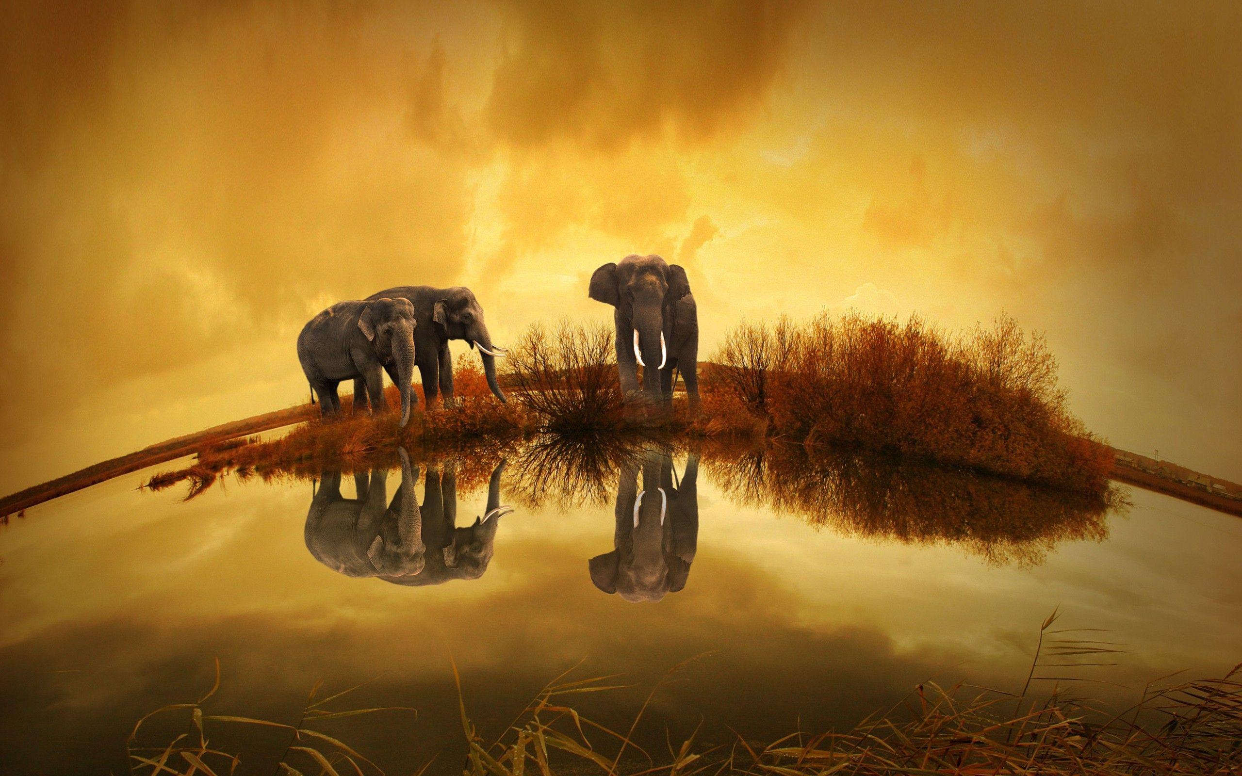 2560x1600 Elephants Thailand 1440x900 Resolution HD 4k Wallpaper