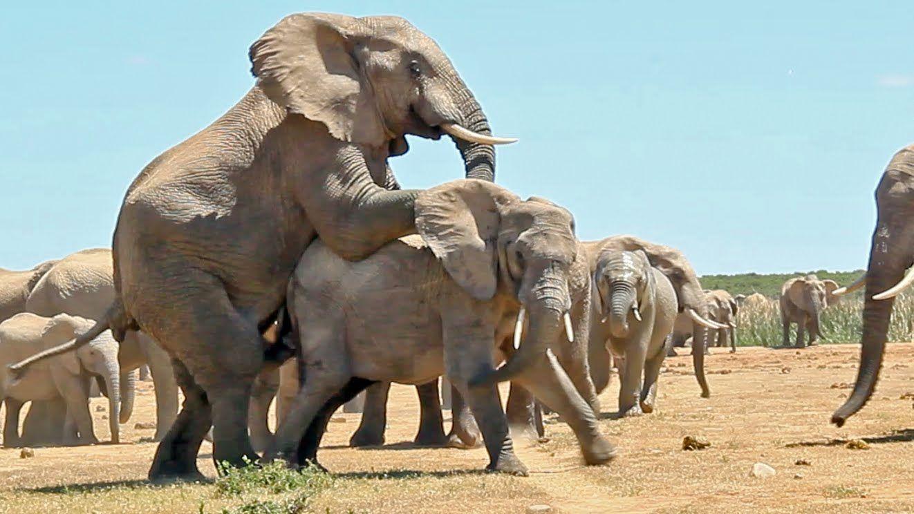 Animals member. Размножение слонов.