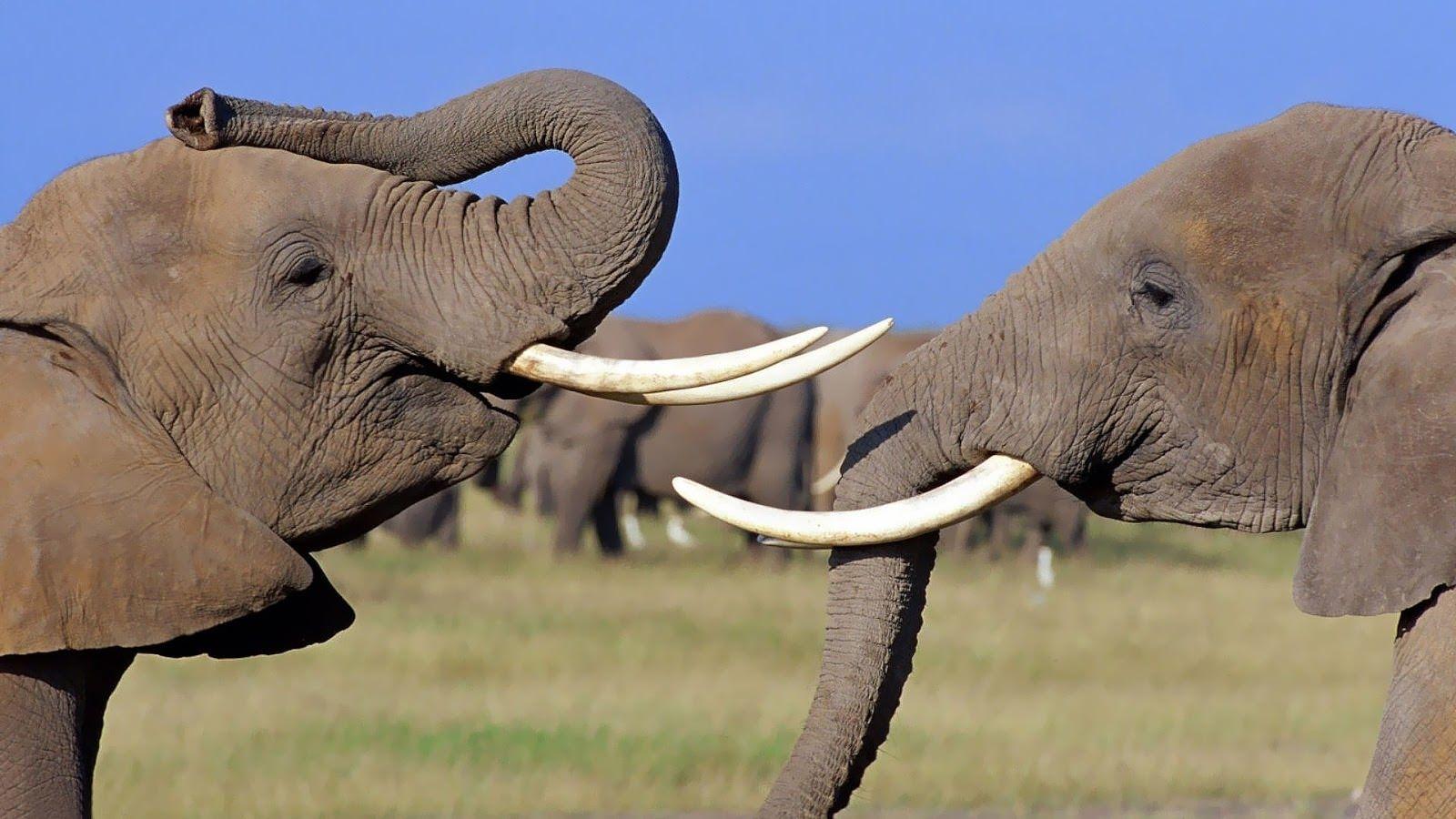 1600x900 FREE Best HD Elephant Wallpaper in PSD