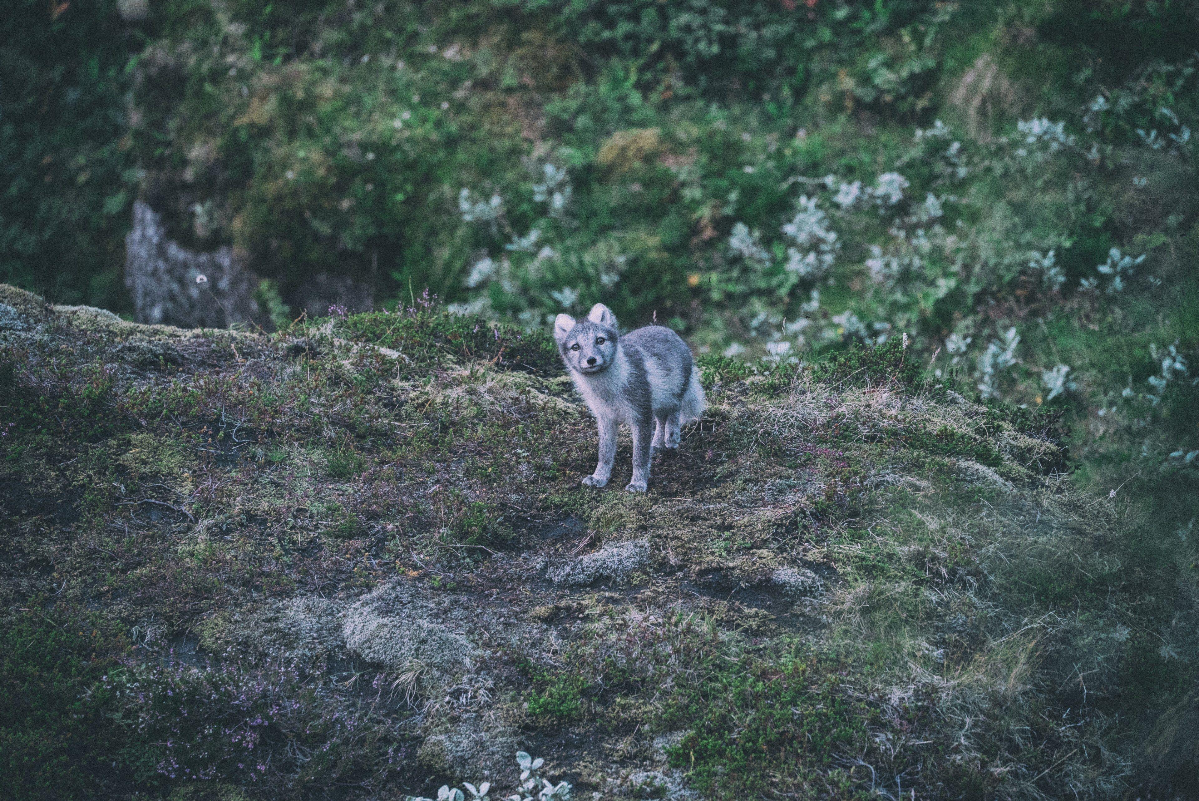 3840x2565 a baby wolf staring at the camera in the wildernesssurprised 4k