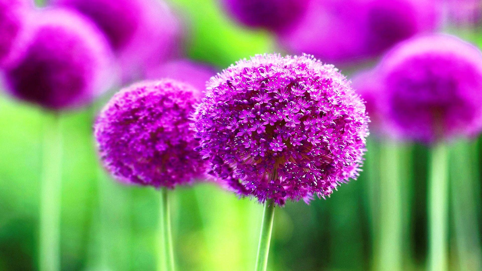1920x1080 Cute Purple Wallpaper