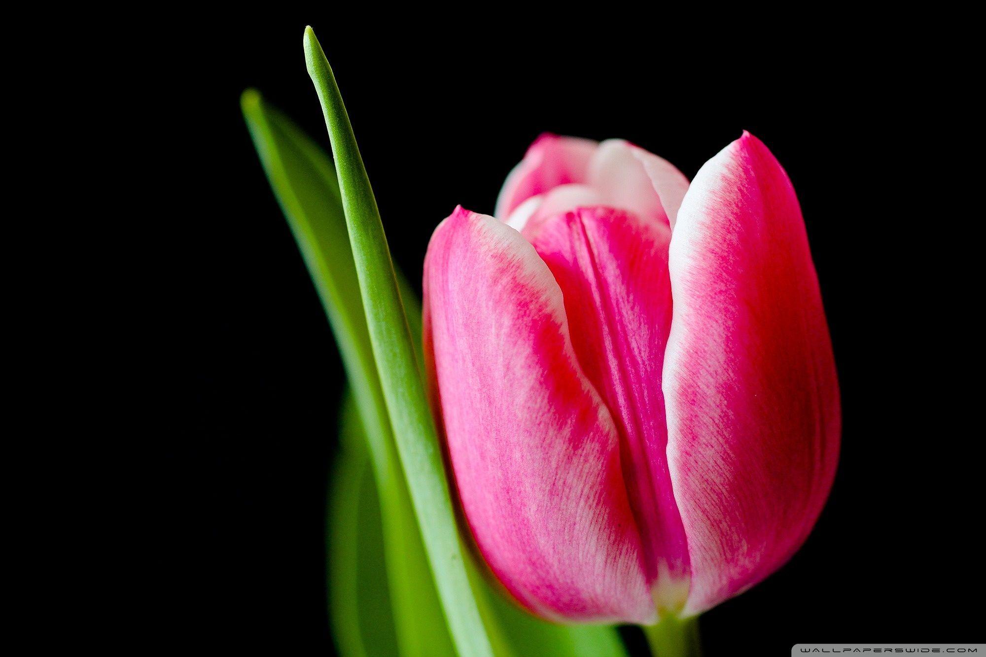 2000x1333 Cute Pink Tulip Flower Ultra HD Desktop Background Wallpaper