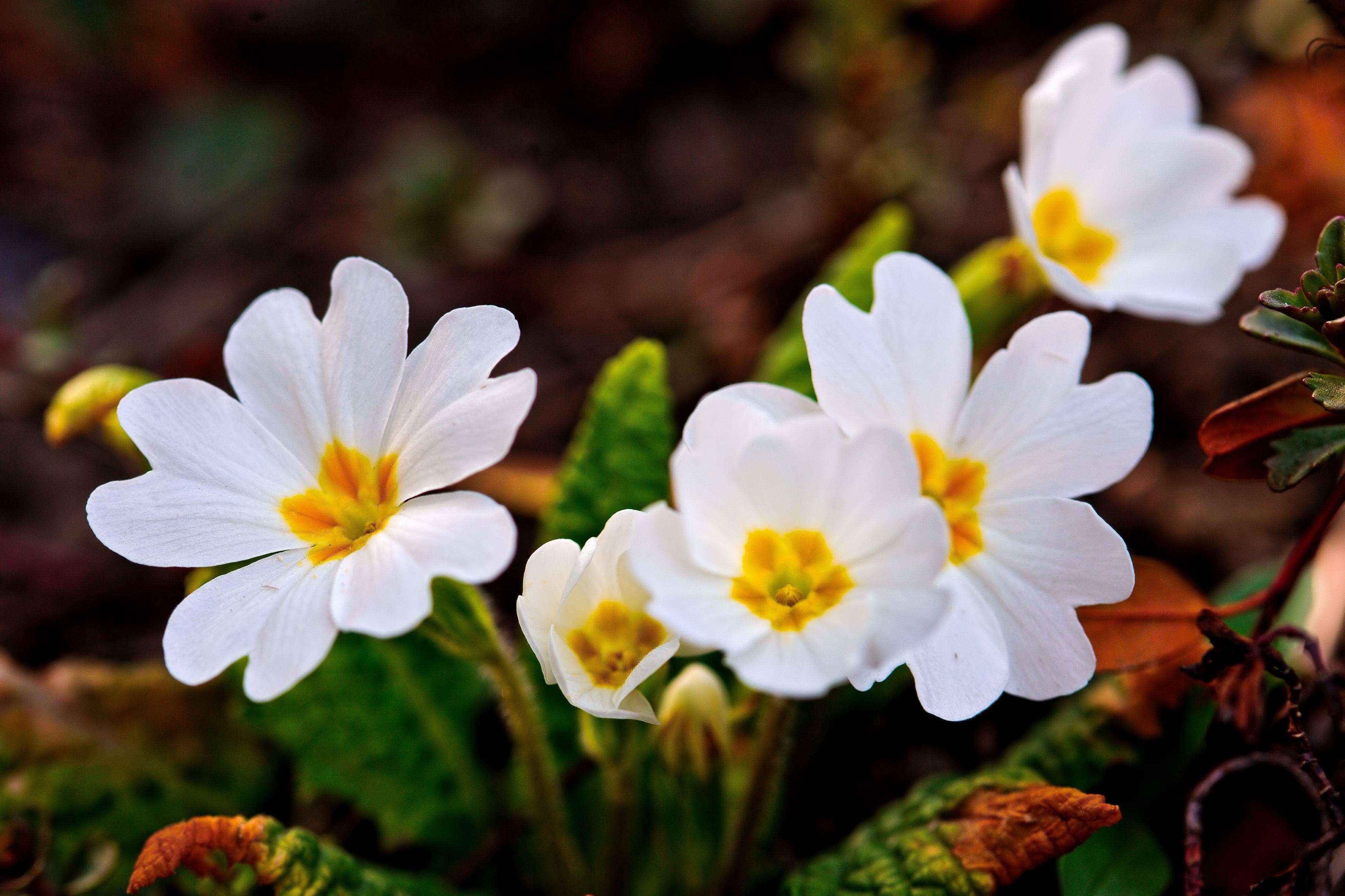3968x2645 Flower 4k Ultra HD Wallpaper
