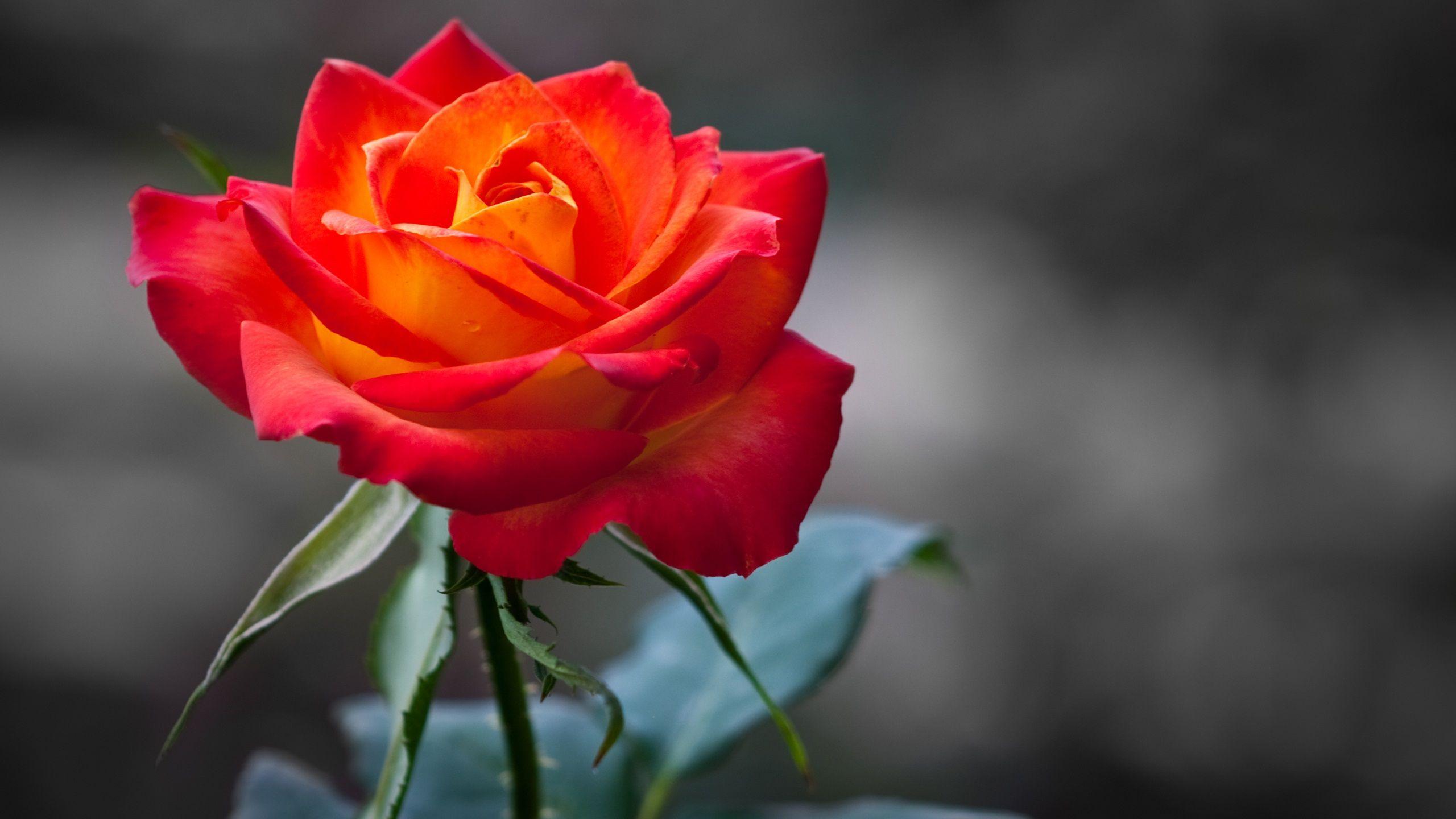 2560x1440 FLOWERS