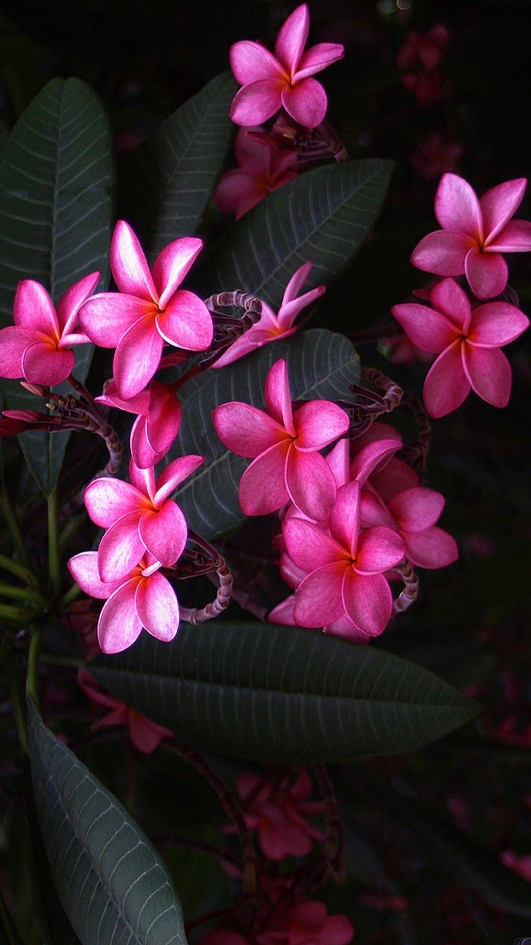 1080x1920 Pink Flower HD Wallpaper For Mobile Cute Wallpaper