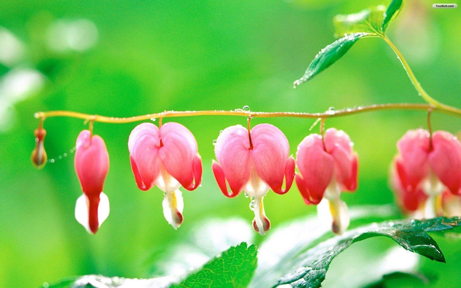 1600x1000 Pretty Background for Flowers. Pretty