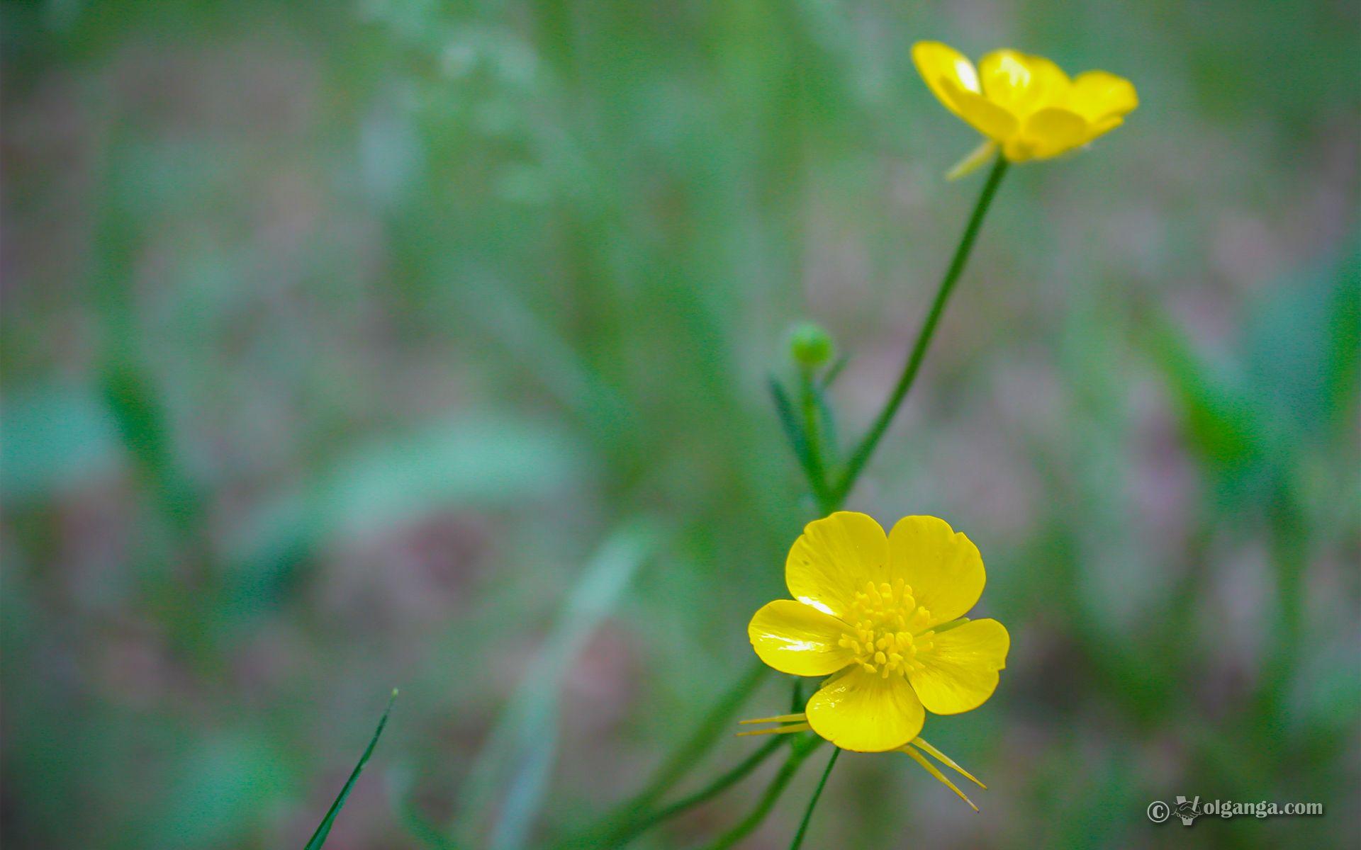 1920x1200 Cute wild flowers of Russia (exclusive HD wallpaper)