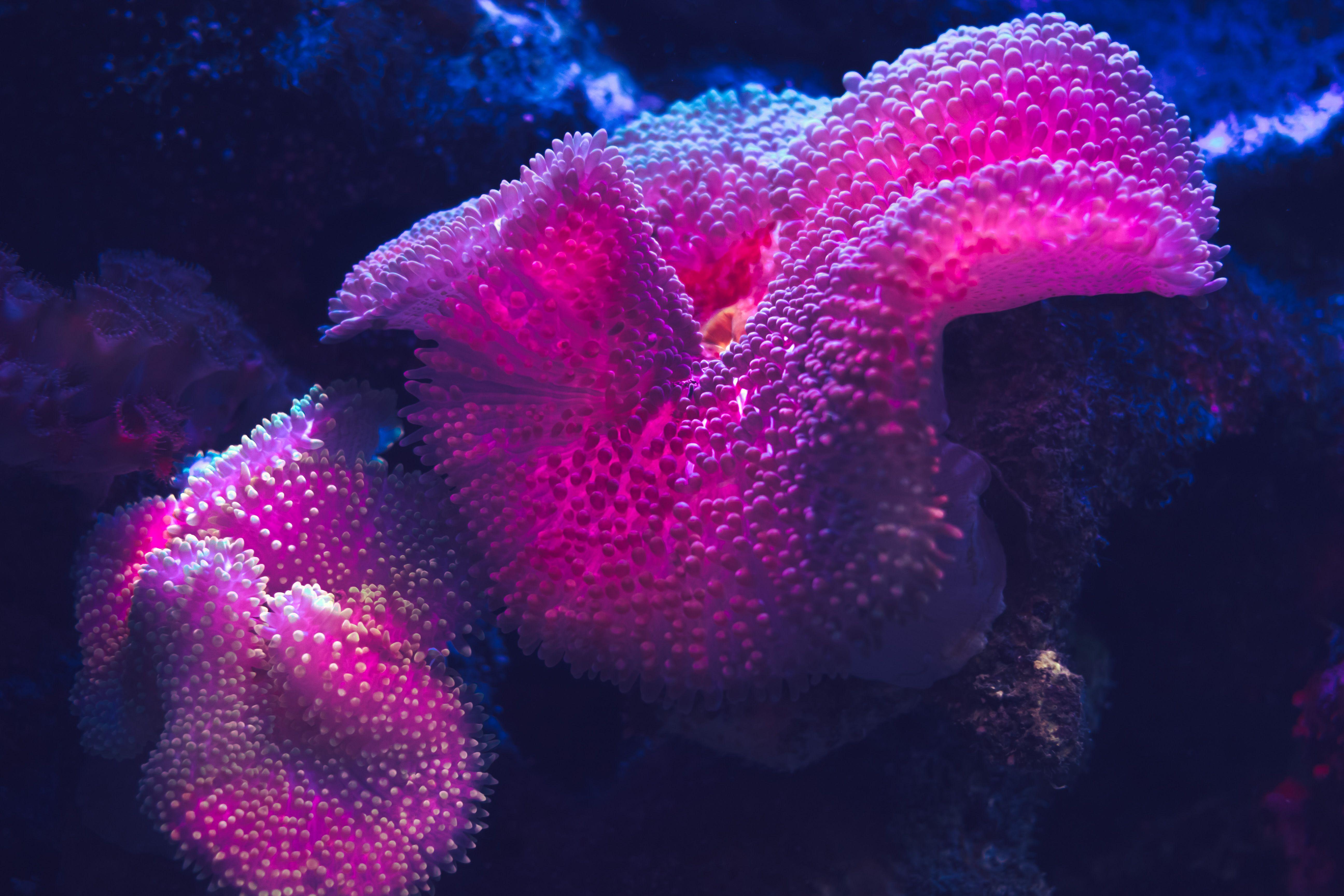 5184x3456 Wallpaper Coral reef, Underwater, Deep ocean, 5K, Photography
