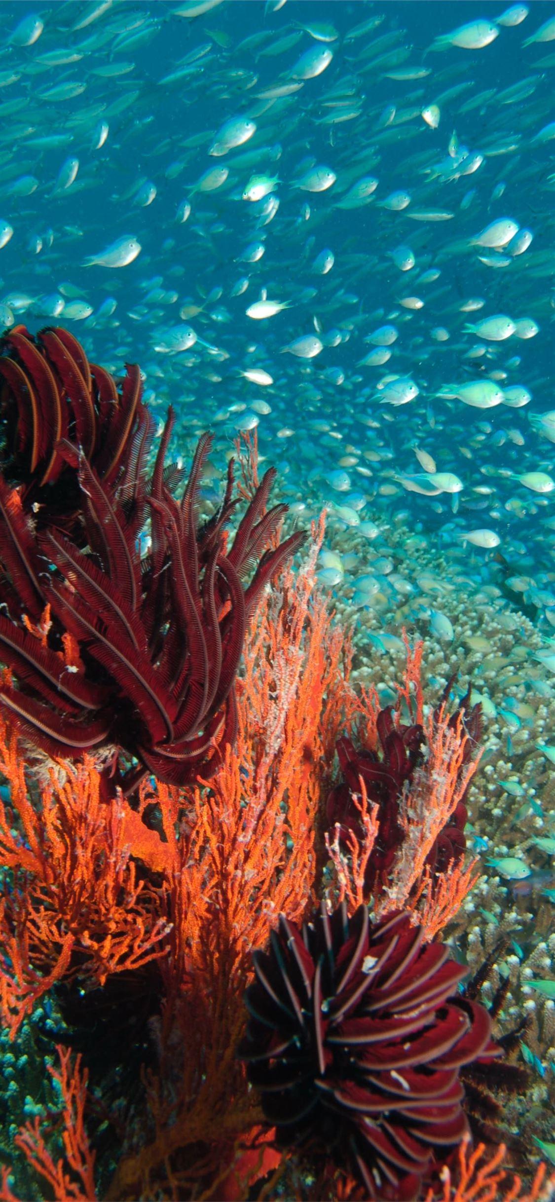 1125x2436 Best Great barrier reef iPhone 11 HD Wallpaper