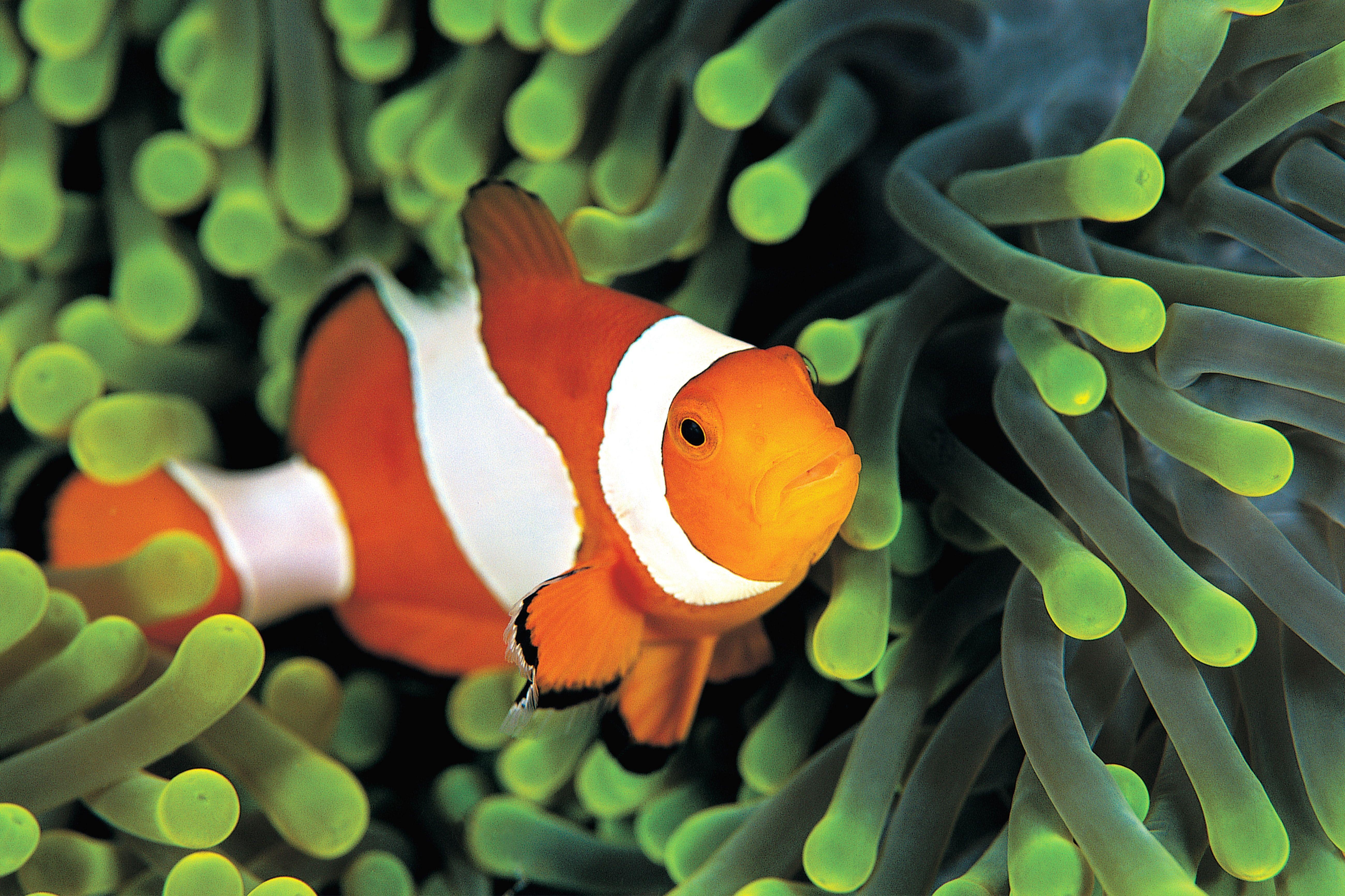 5200x3466 clown fish #sea #clown under water #underwater #sea #fish #fish