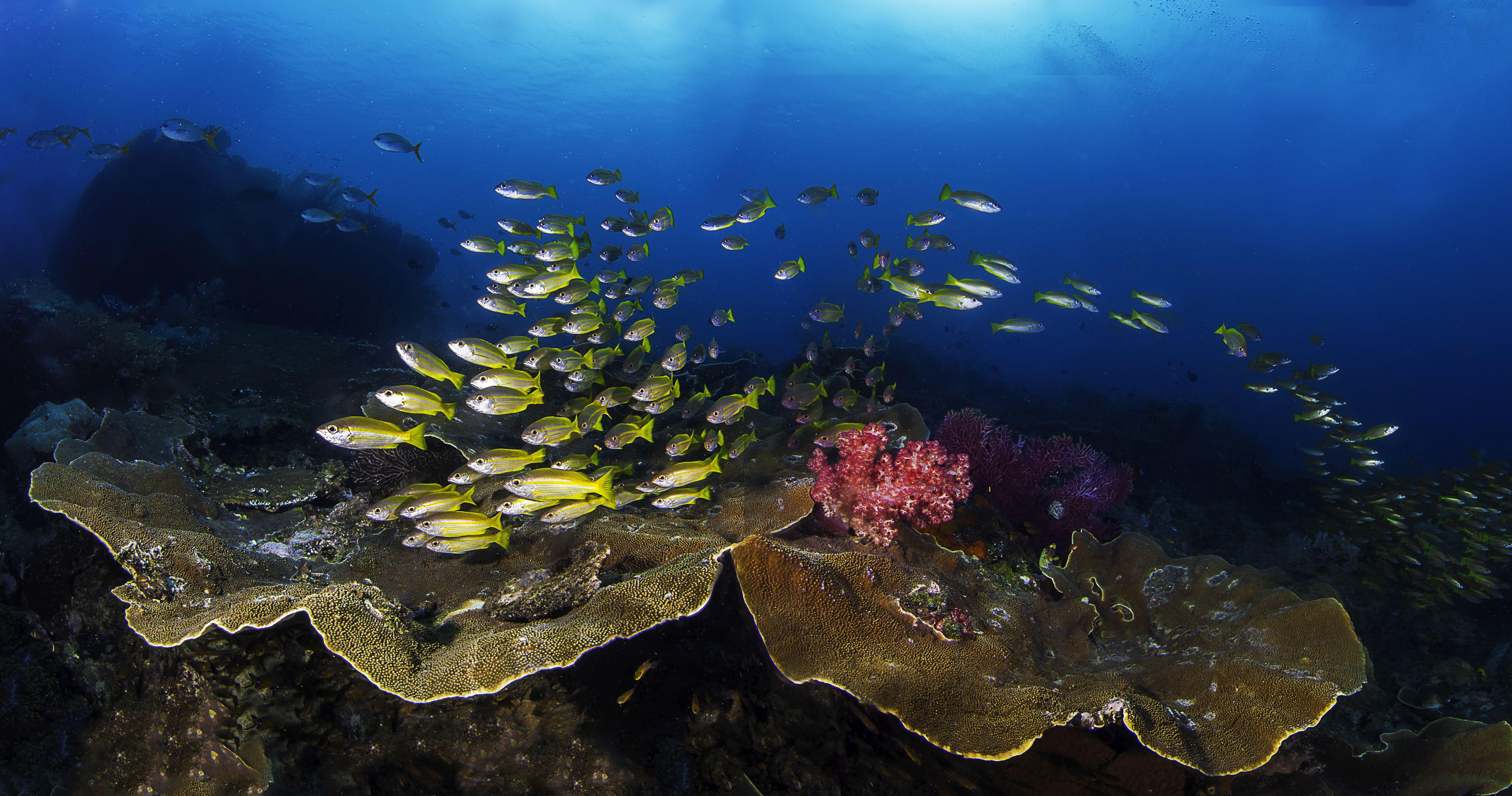 5700x3000 Fish 5k Retina Ultra HD Wallpaper. Background Imagex3000