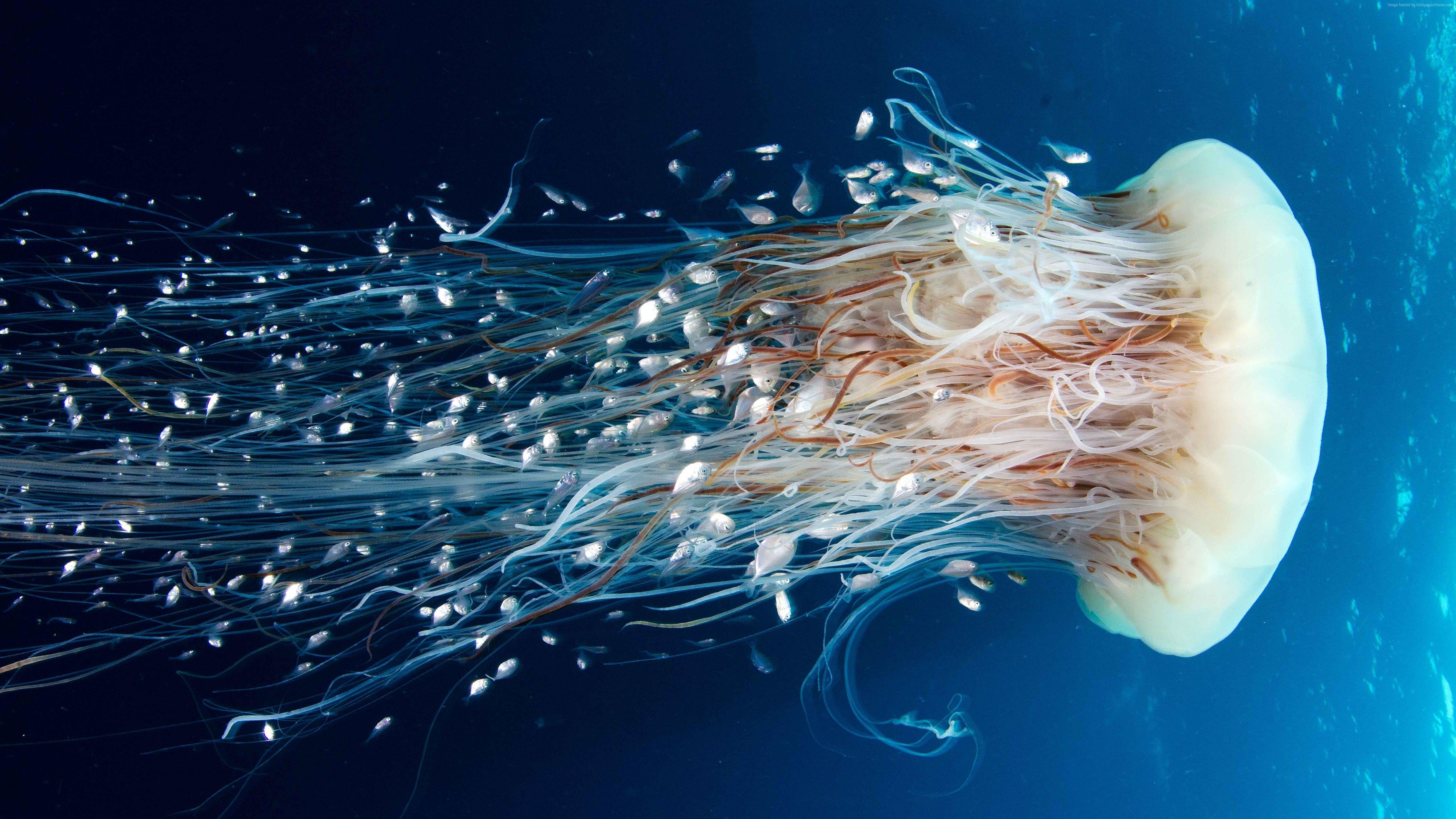 5120x2880 Jellyfish Rangiroa HD Pacific Ocean 5kp, Desenho