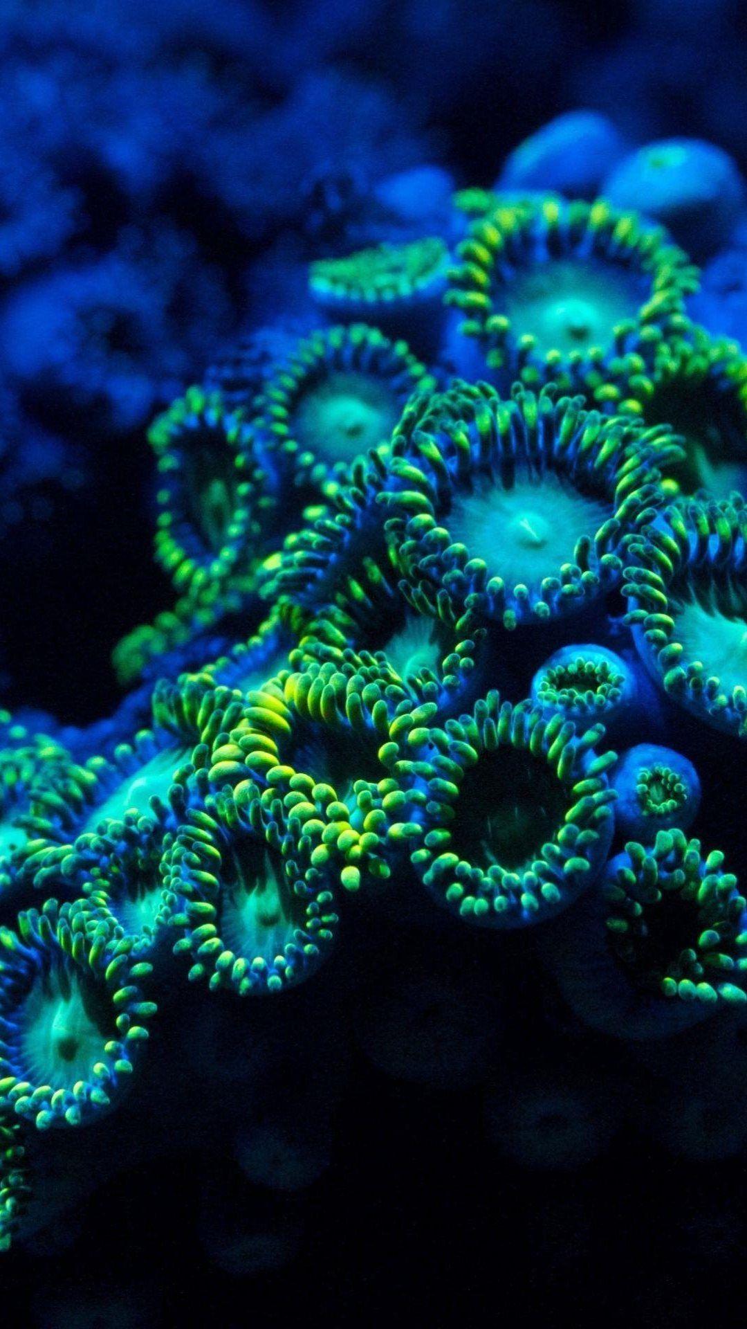 1080x1920 Zoanthid Wallpaper. Zoanthid Wallpaper