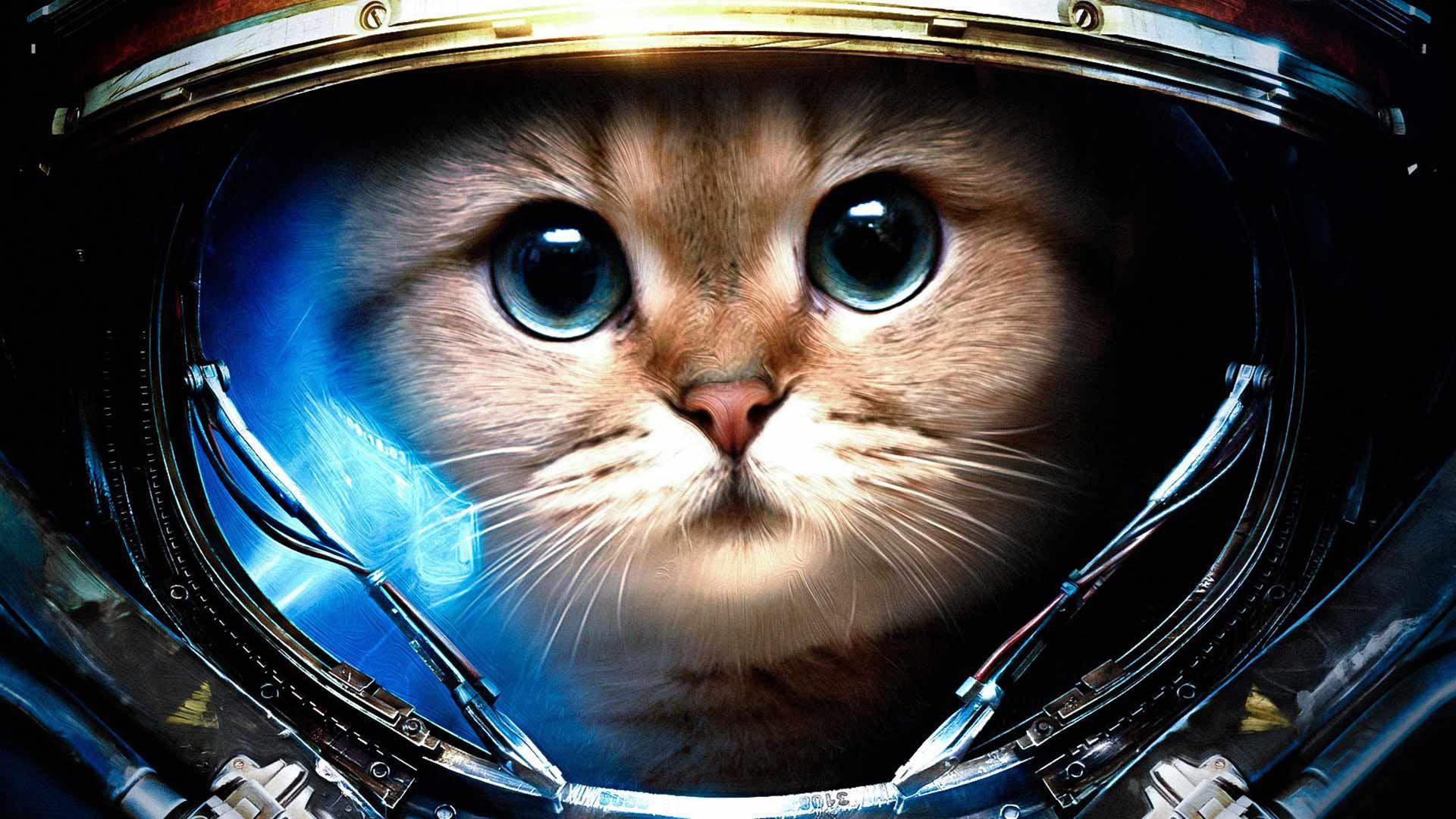 1920x1080 astronaut cat wallpaper. The cutest things