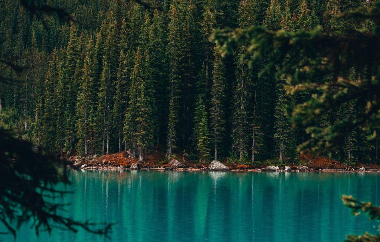 1332x850 Wallpaper forest, Canada, trees, coast, nature, water, autumn