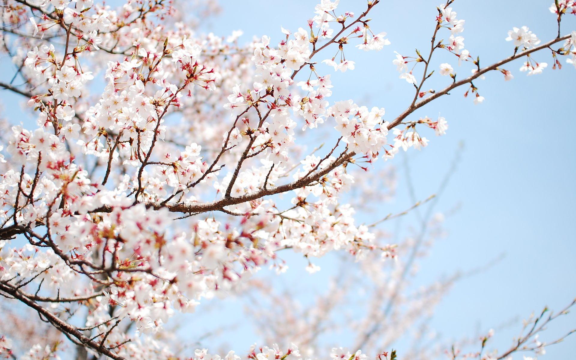 1920x1200 Cherry Blossom Tree Background
