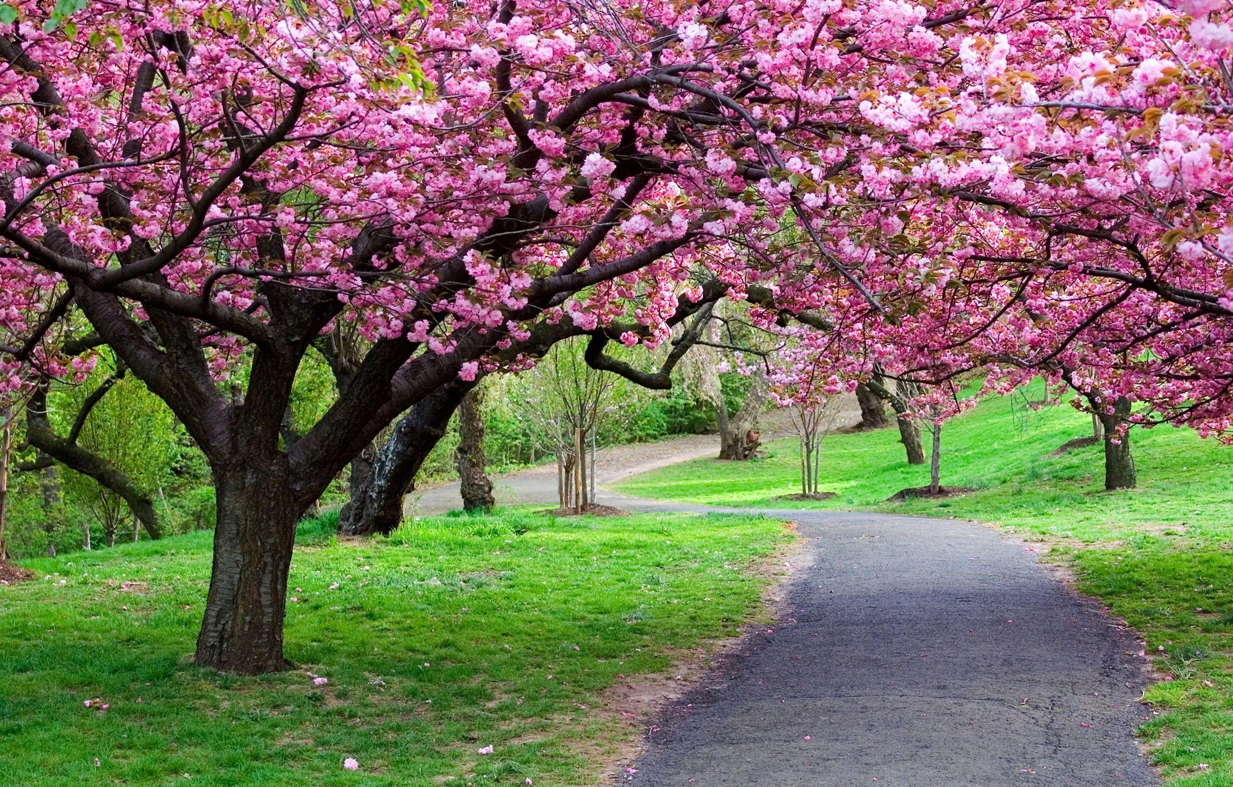 2507x1600 Cherry, Blossom, Tree, Wallpaper, Cool, Image, Lzk, HD Nature