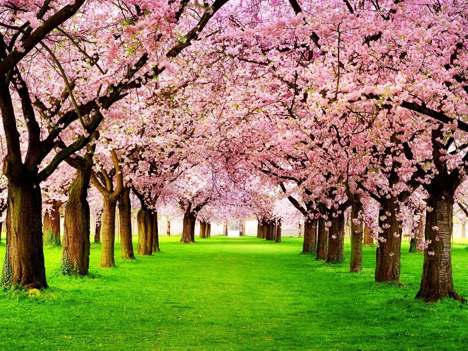 1600x1200 Desktop Wallpaper Spring Cherry Blossom Trees wallpaper (1600 x 1200 )