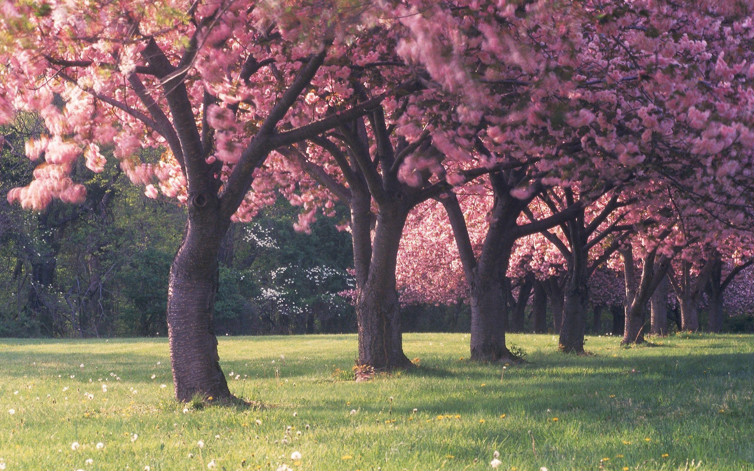 2560x1600 cherry, Blossom, Trees Wallpaper HD / Desktop and Mobile Background