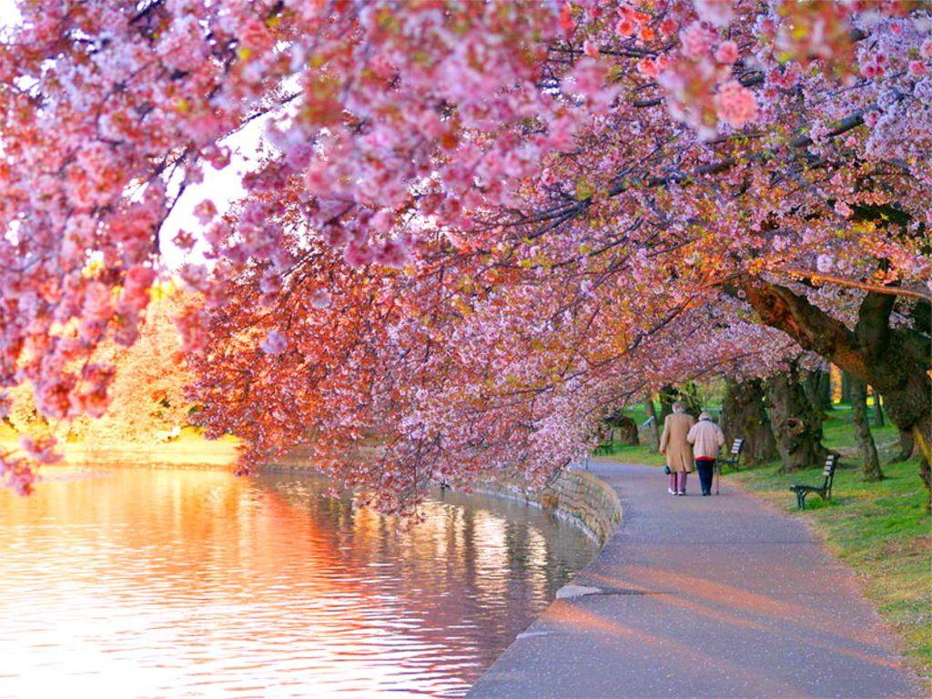 1024x768 Cherry Wallpaper