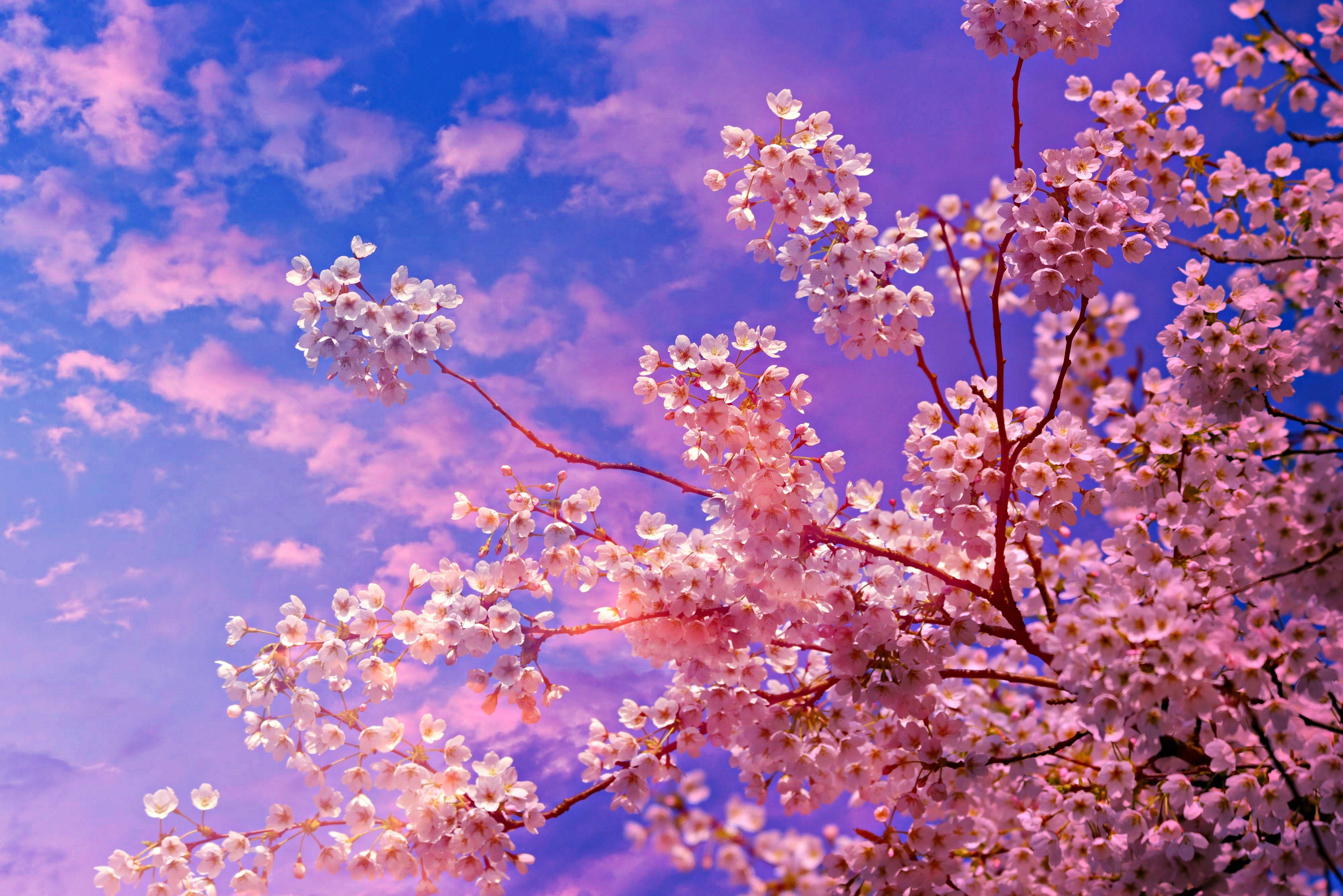 Cool Cherry Blossom Tree Desktop Wallpapers - Top Free Cool Cherry ...