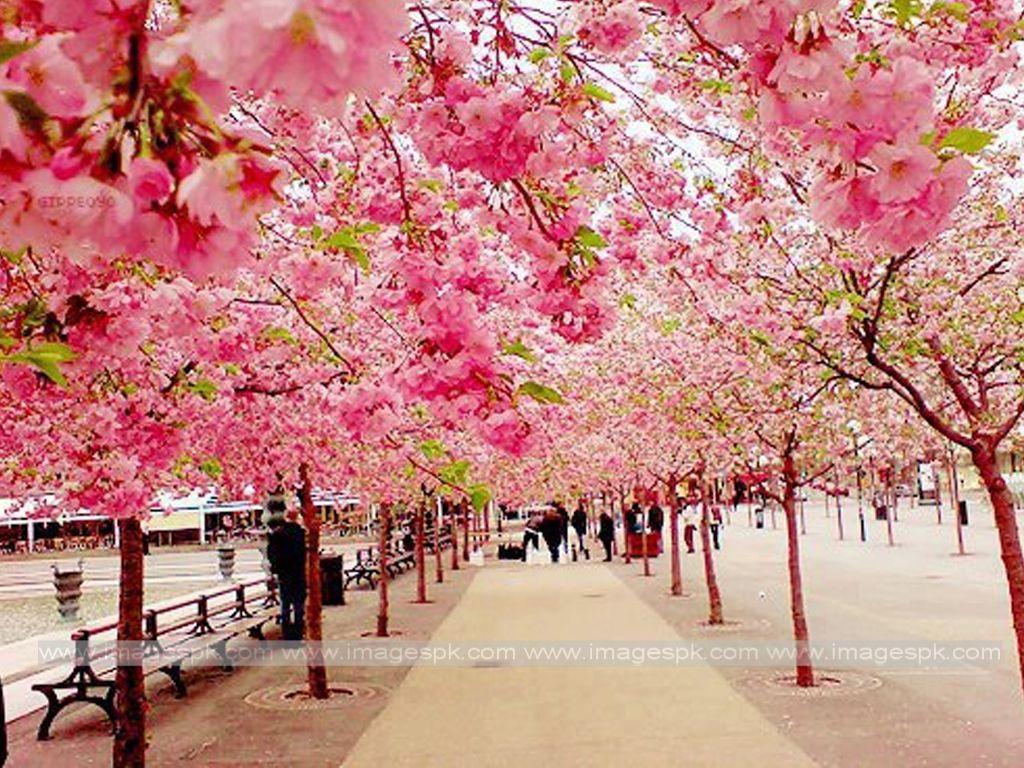 1024x768 Cherry Blossom Desktop Background