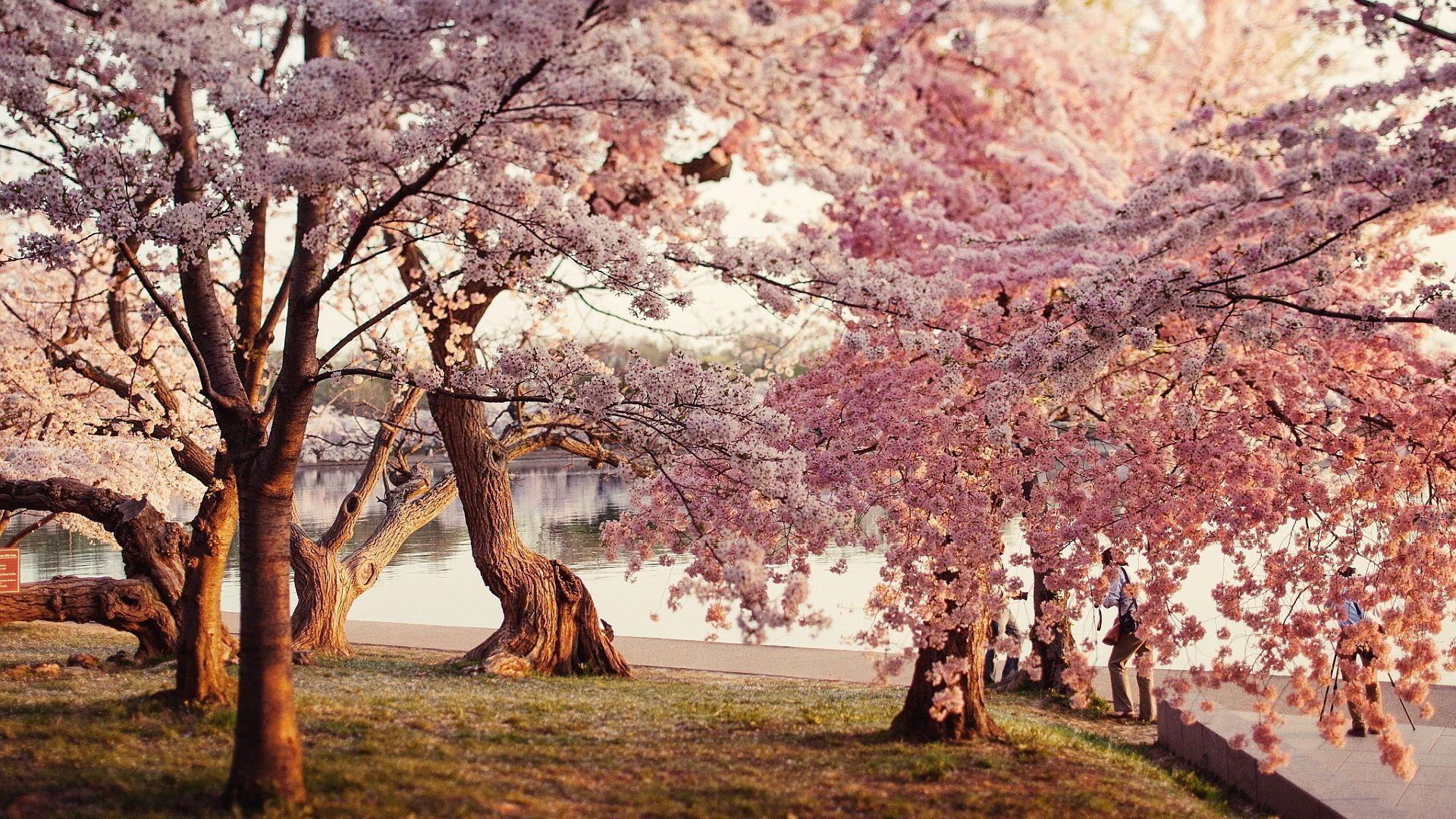 1920x1080 Cherry Blossom Tree Desktop Wallpaper -, New Wallpaper, New