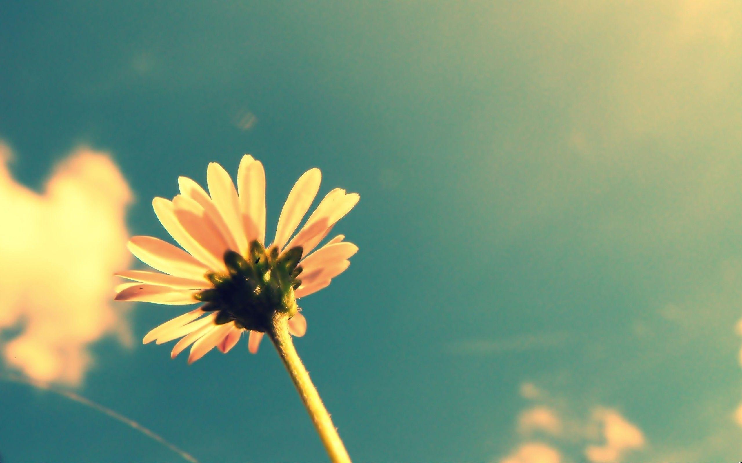 2560x1600 tumblr flower background Desktop Wallpaperk HD