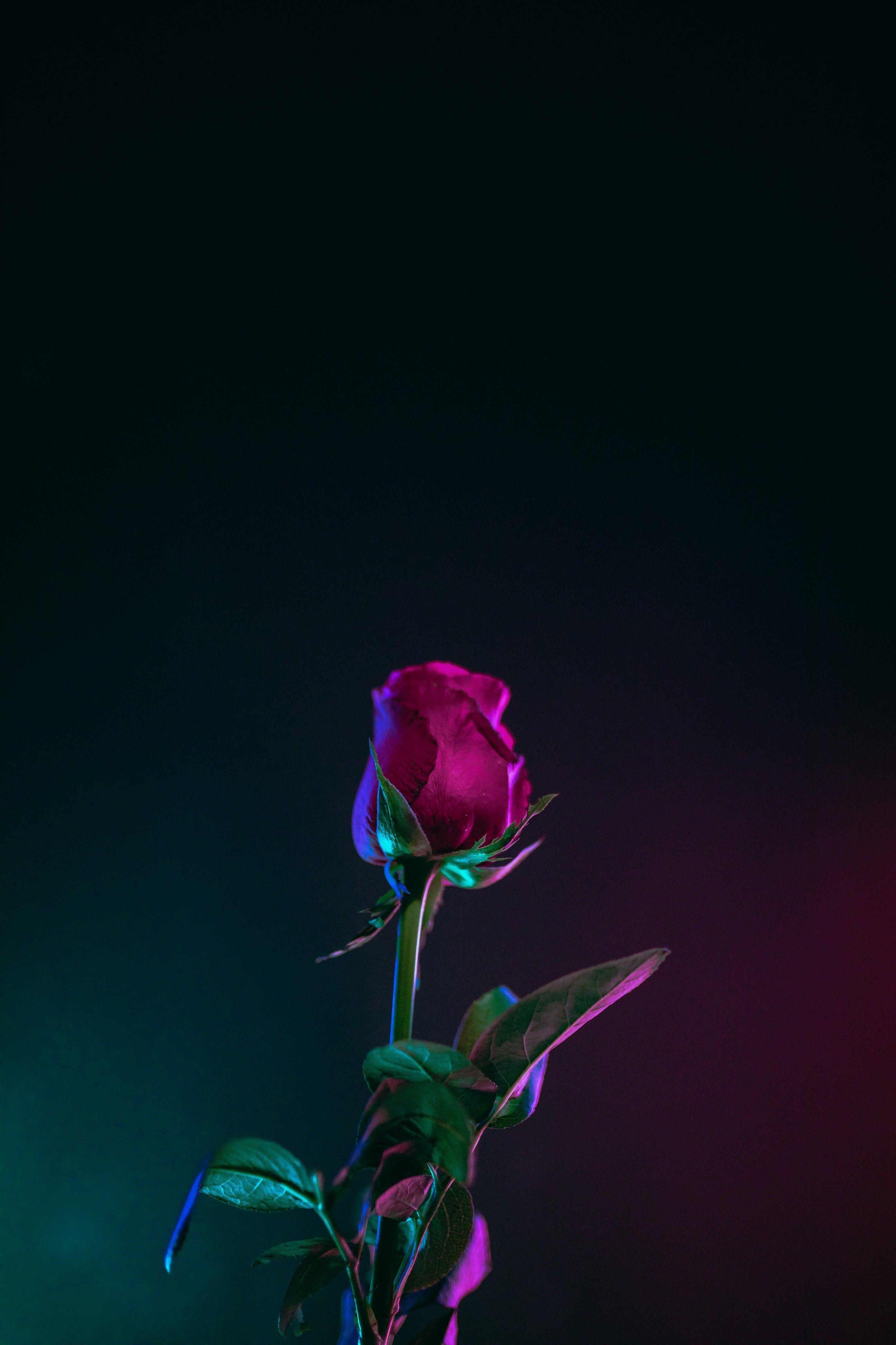2592x3888 Wallpaper :). Rose picture, Rose wallpaper, Rose flower photo