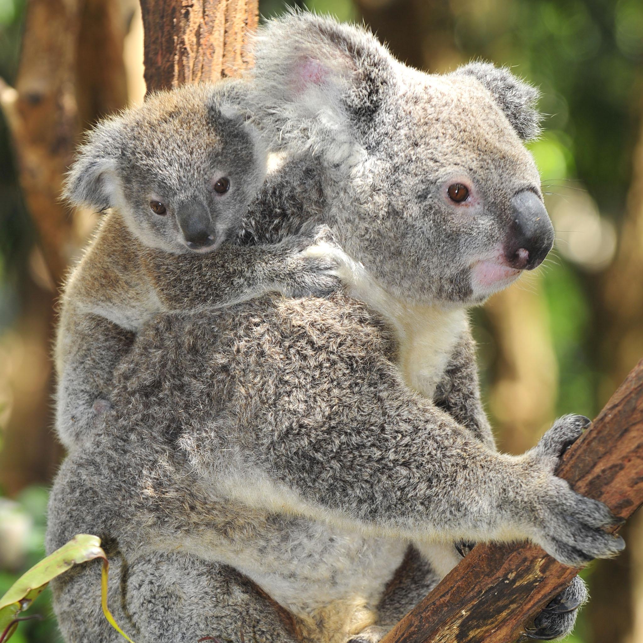 2048x2048 Cute Baby Koala Wallpaper (2048x2048 px)