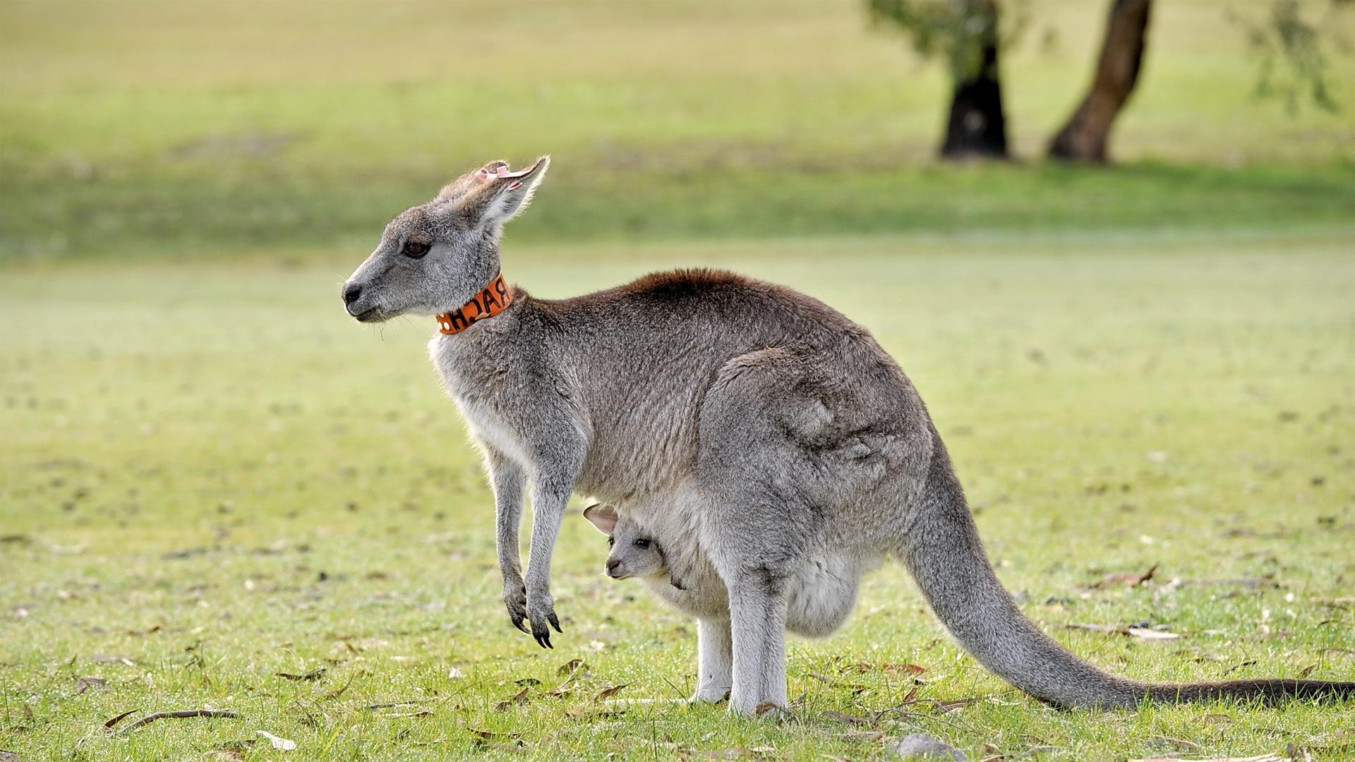 1920x1080 Kangaroo HD Wallpaper