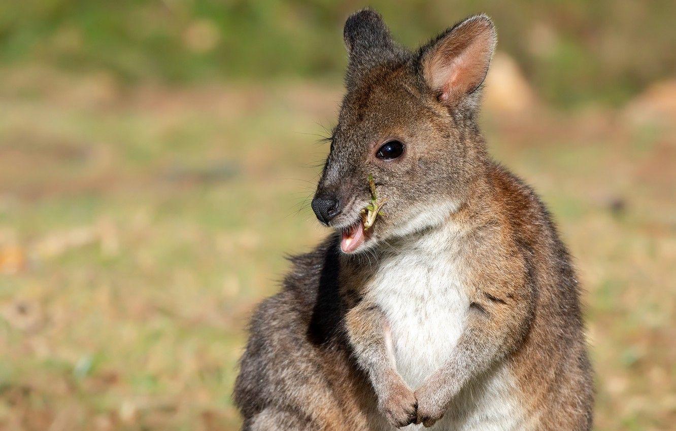 1332x850 Wallpaper look, light, background, portrait, legs, baby, kangaroo