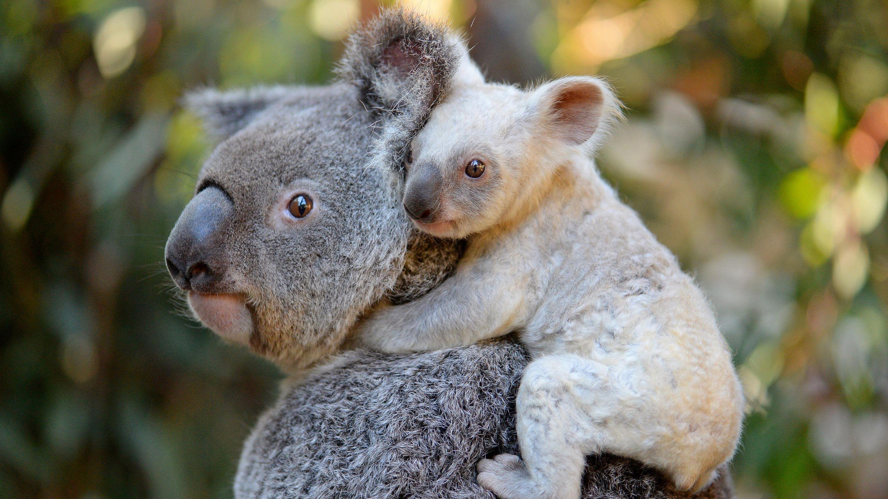 3000x1688 Koala Mother with Baby on Her Back HD Wallpaper. Background Image