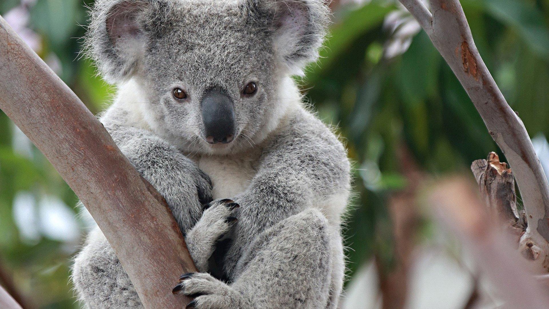 1920x1080 G71O9L8 Cute Baby Koala Wallpaper 1920x1080